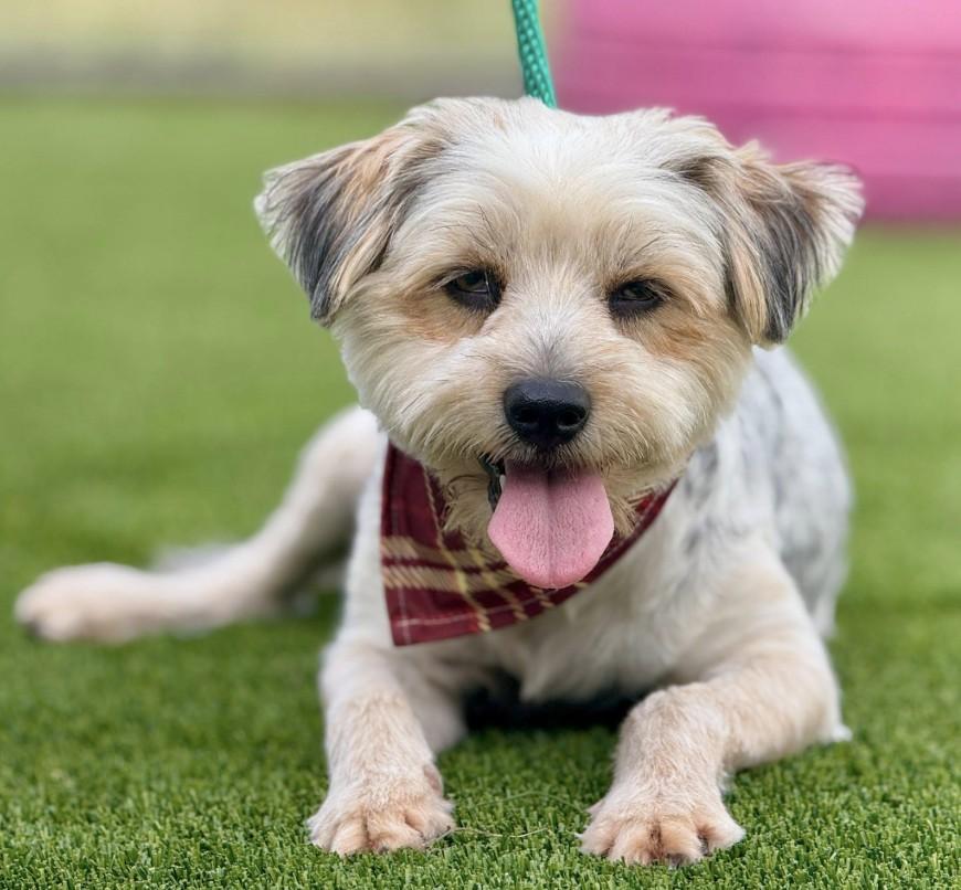 Tobin - Adorable Border Terrier Mix