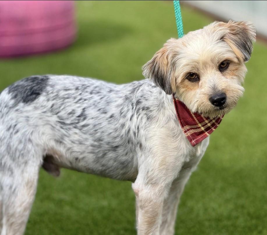 Tobin - Adorable Border Terrier Mix