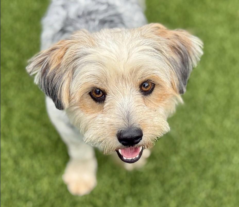 Tobin - Adorable Border Terrier Mix