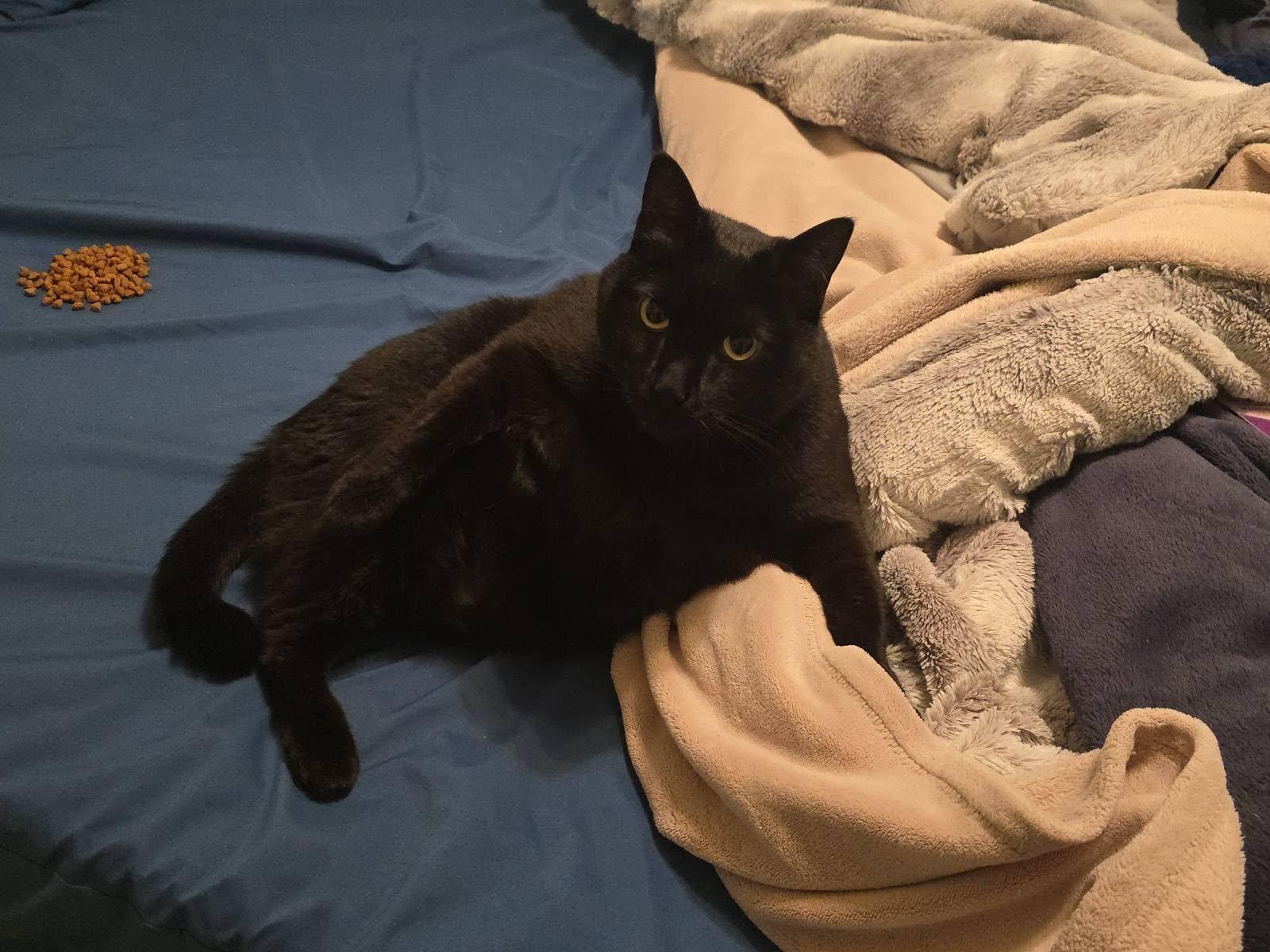 Enlarge Spider, an adopted Domestic Short Hair in Sierra Vista, AZ image 4/5