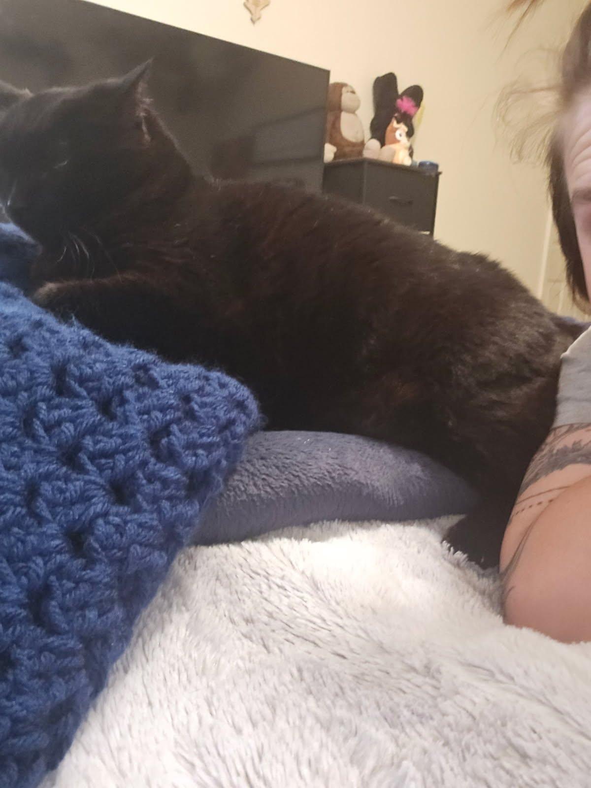 Enlarge Spider, an adopted Domestic Short Hair in Sierra Vista, AZ image 5/5