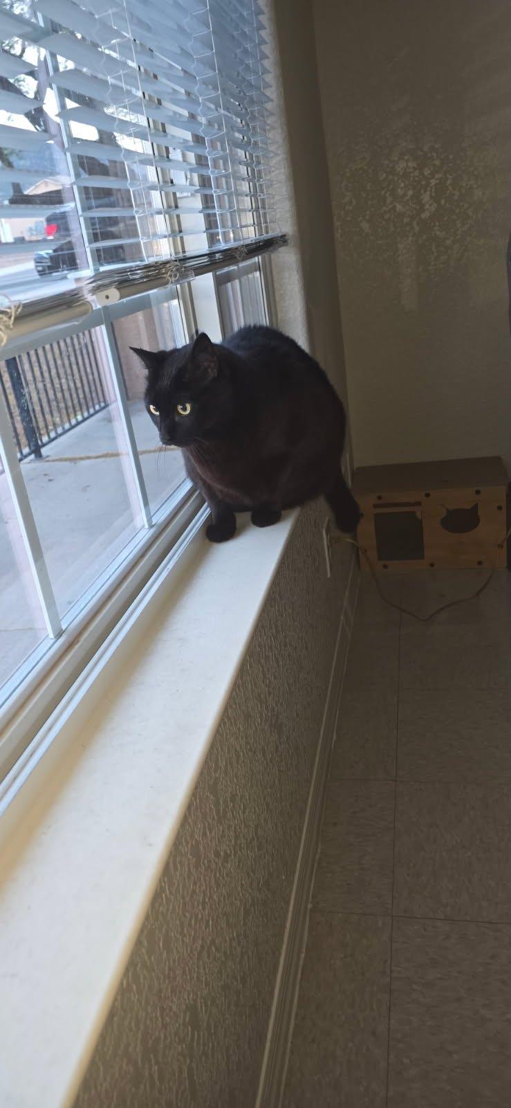 Enlarge Spider, an adopted Domestic Short Hair in Sierra Vista, AZ image 3/5