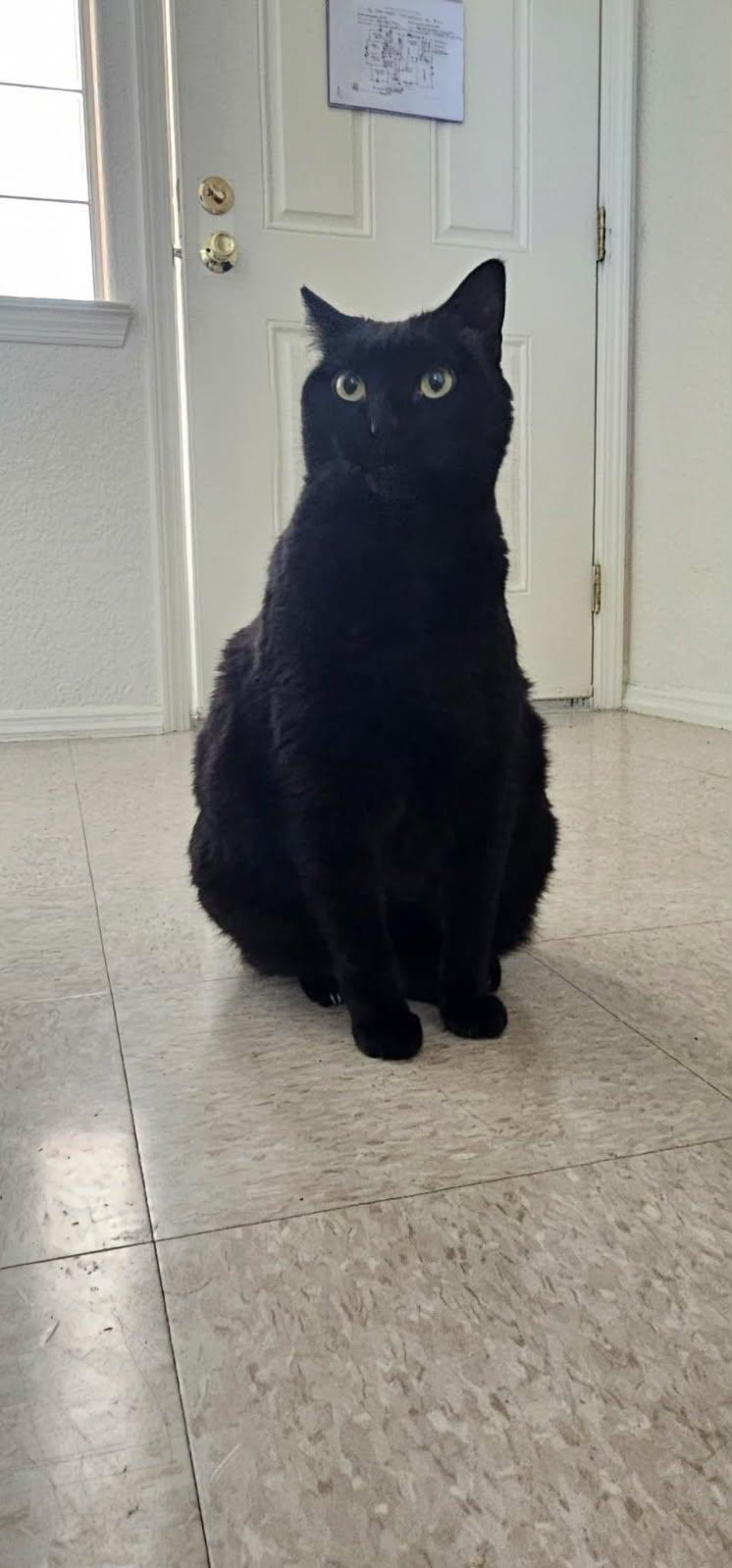 Enlarge Spider, an adopted Domestic Short Hair in Sierra Vista, AZ image 2/5