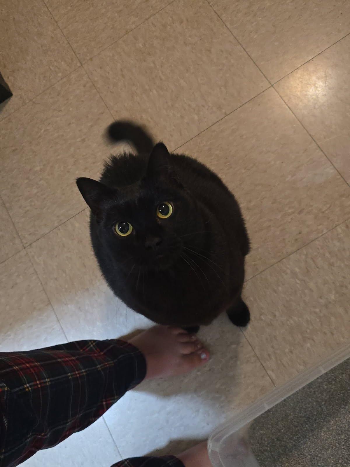 Enlarge Spider, an adopted Domestic Short Hair in Sierra Vista, AZ image 1/5