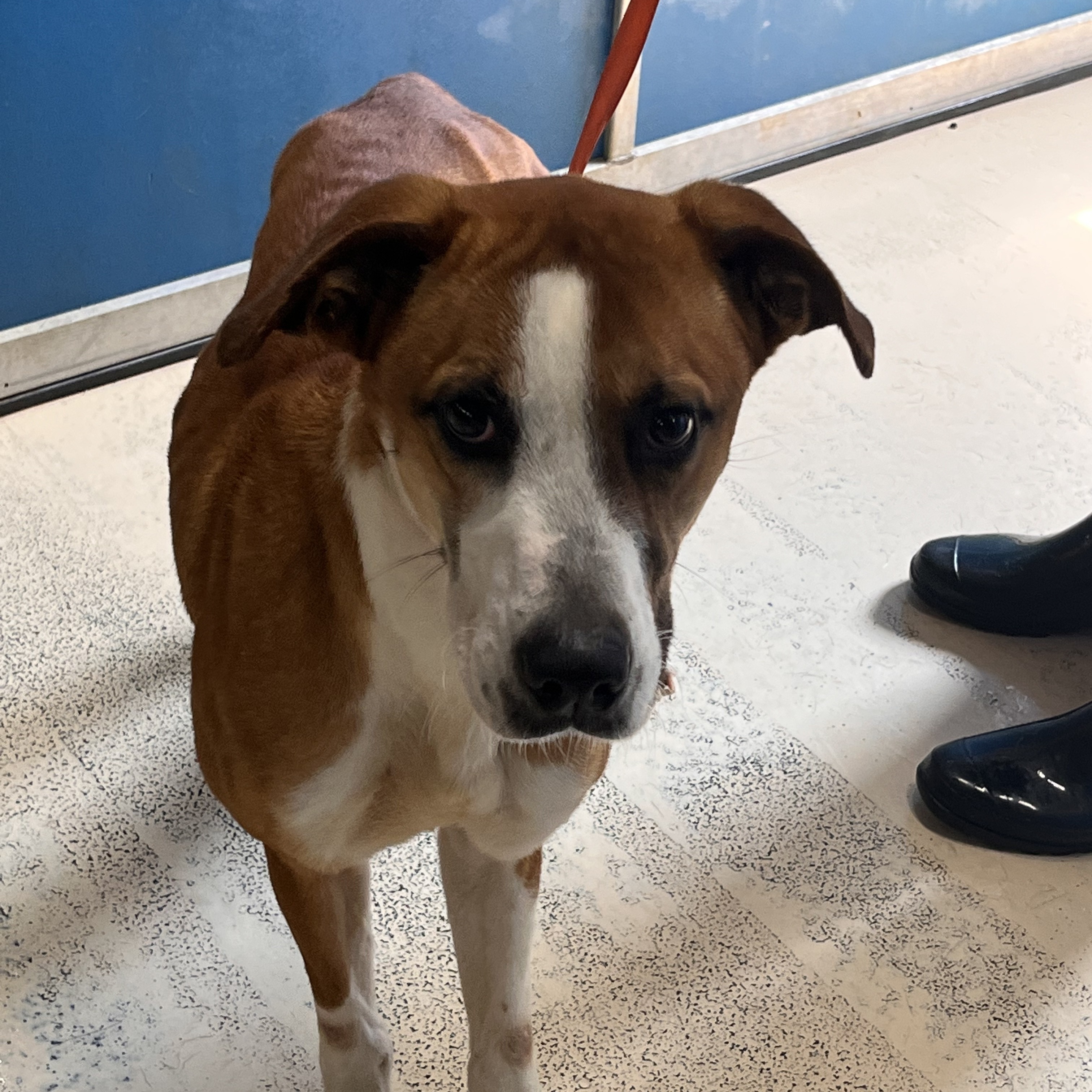 Sammy, Adult Male Labrador Retriever
