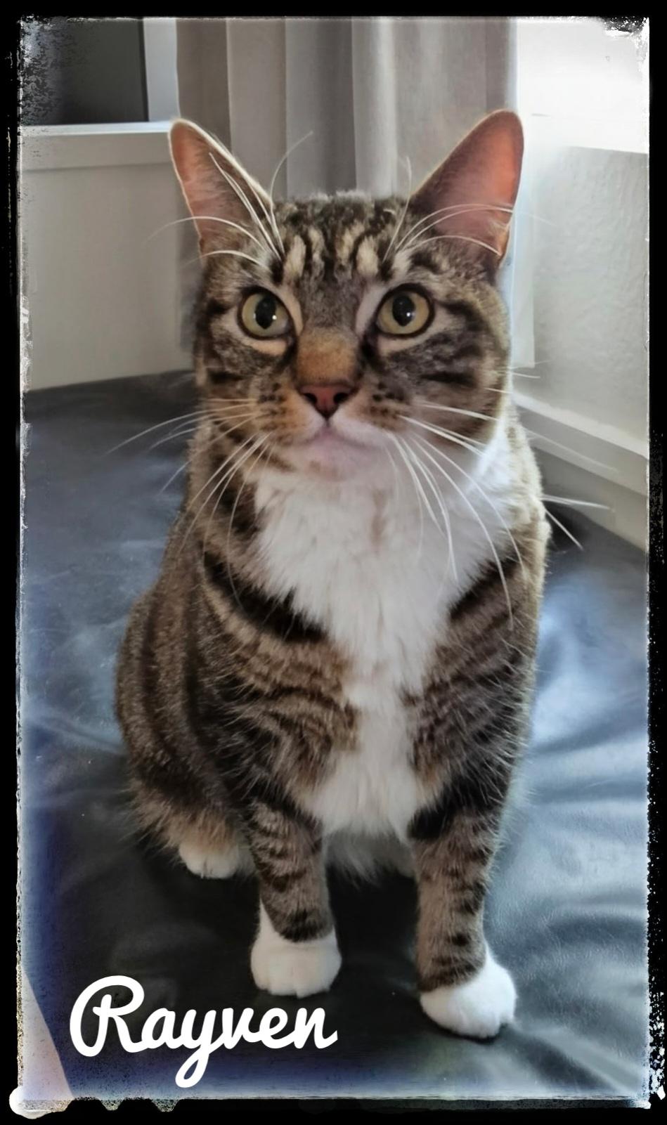Enlarge Rayven, a Adoptable Domestic Short Hair in El Cajon, CA image 1/1