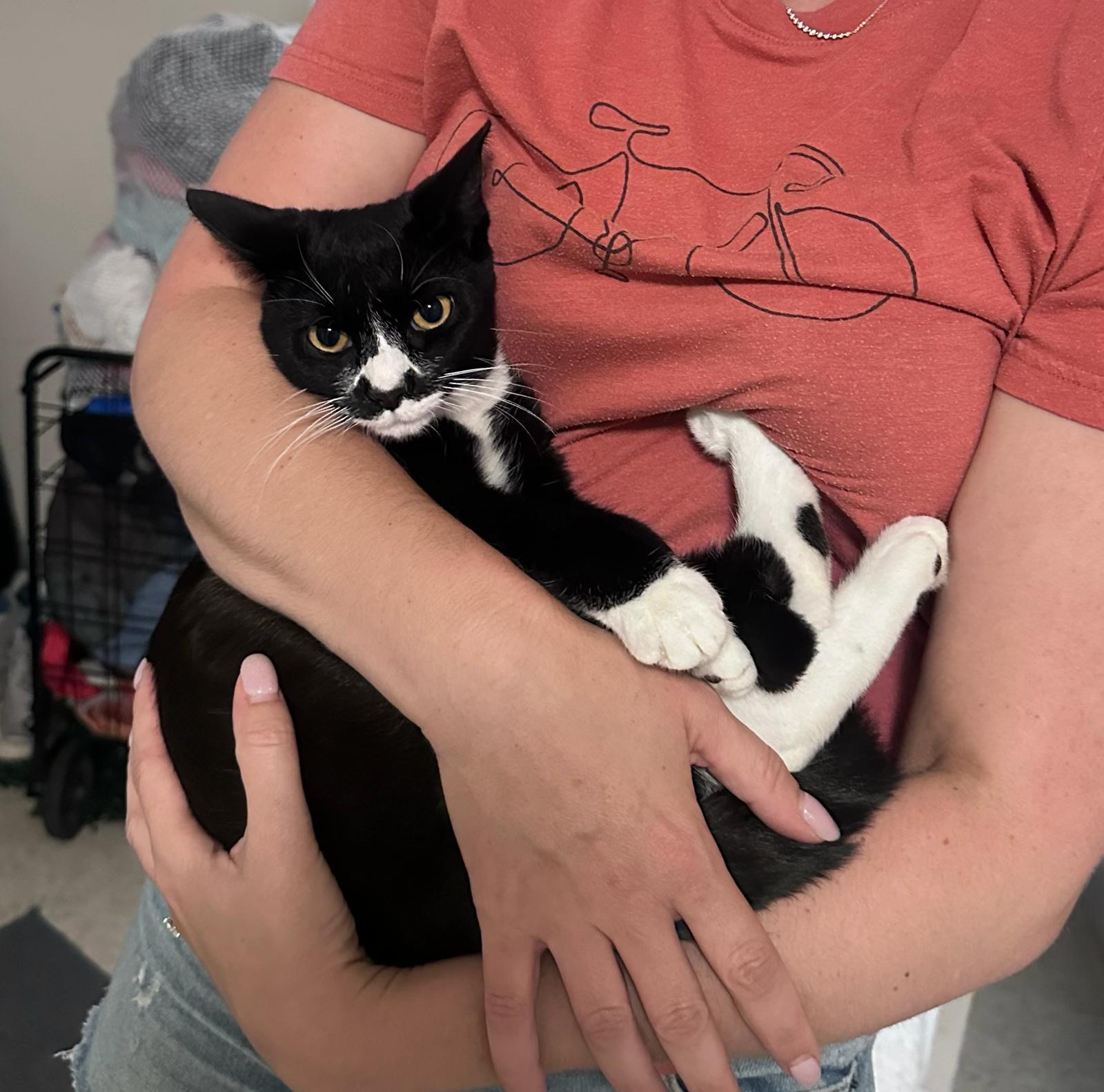 Missy, ADOPTABLE, Young Female Domestic Short Hair.
