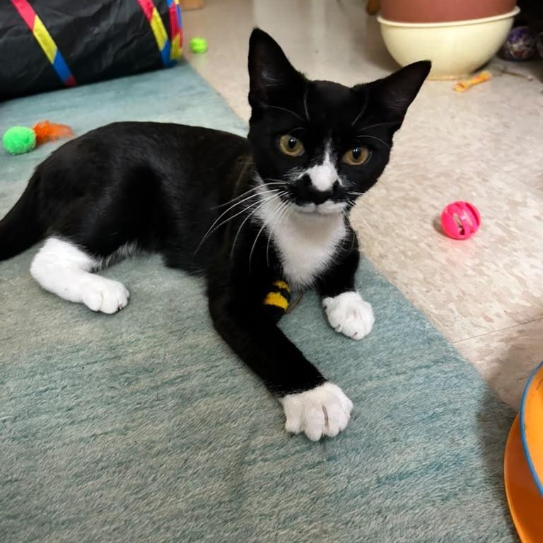 Missy, Adoptable, Young Female Domestic Short Hair.