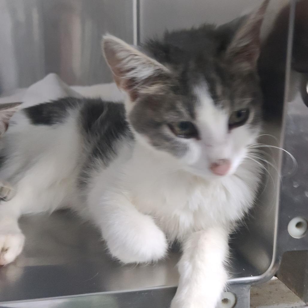 Ghoul, Adoptable, Kitten Male Domestic Short Hair.