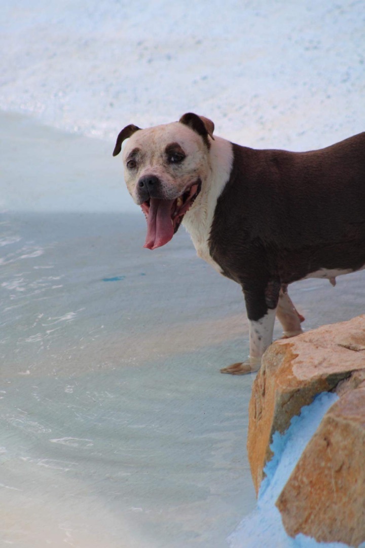 Sakura, Adoptable, Senior Female Pit Bull Terrier.