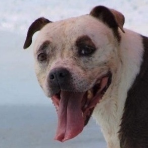 Enlarge Sakura, a Adoptable Pit Bull Terrier in Philadelphia, PA image 4/6