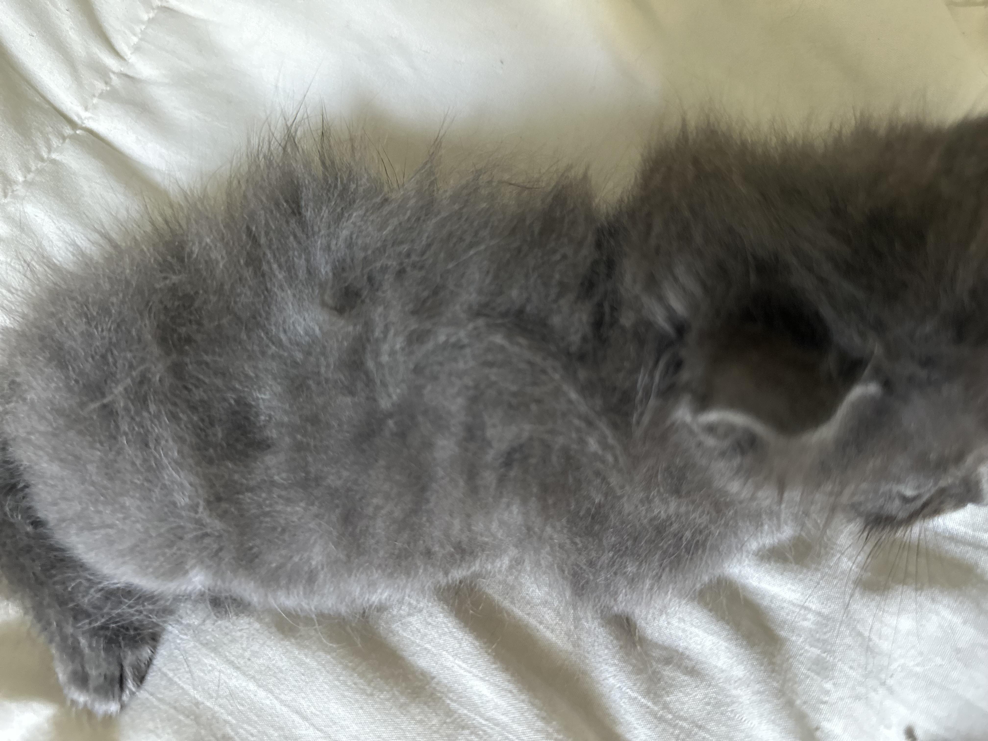 LaLa (Nebelung) baby Long fur (see video), an adopted Nebelung in Port Orange, FL image 4/5