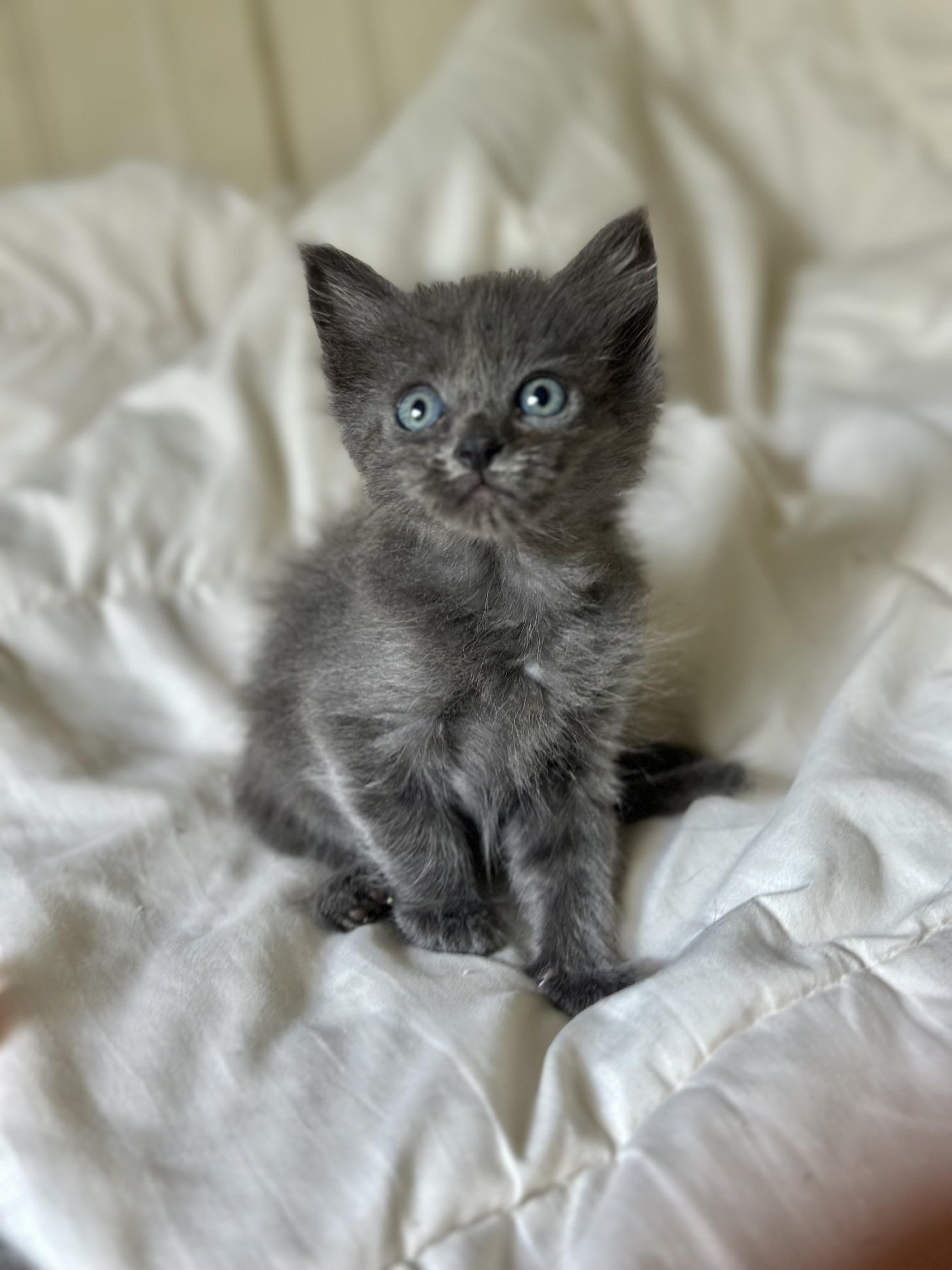 LaLa (Nebelung) baby Long fur (see video), an adopted Nebelung in Port Orange, FL image 2/5