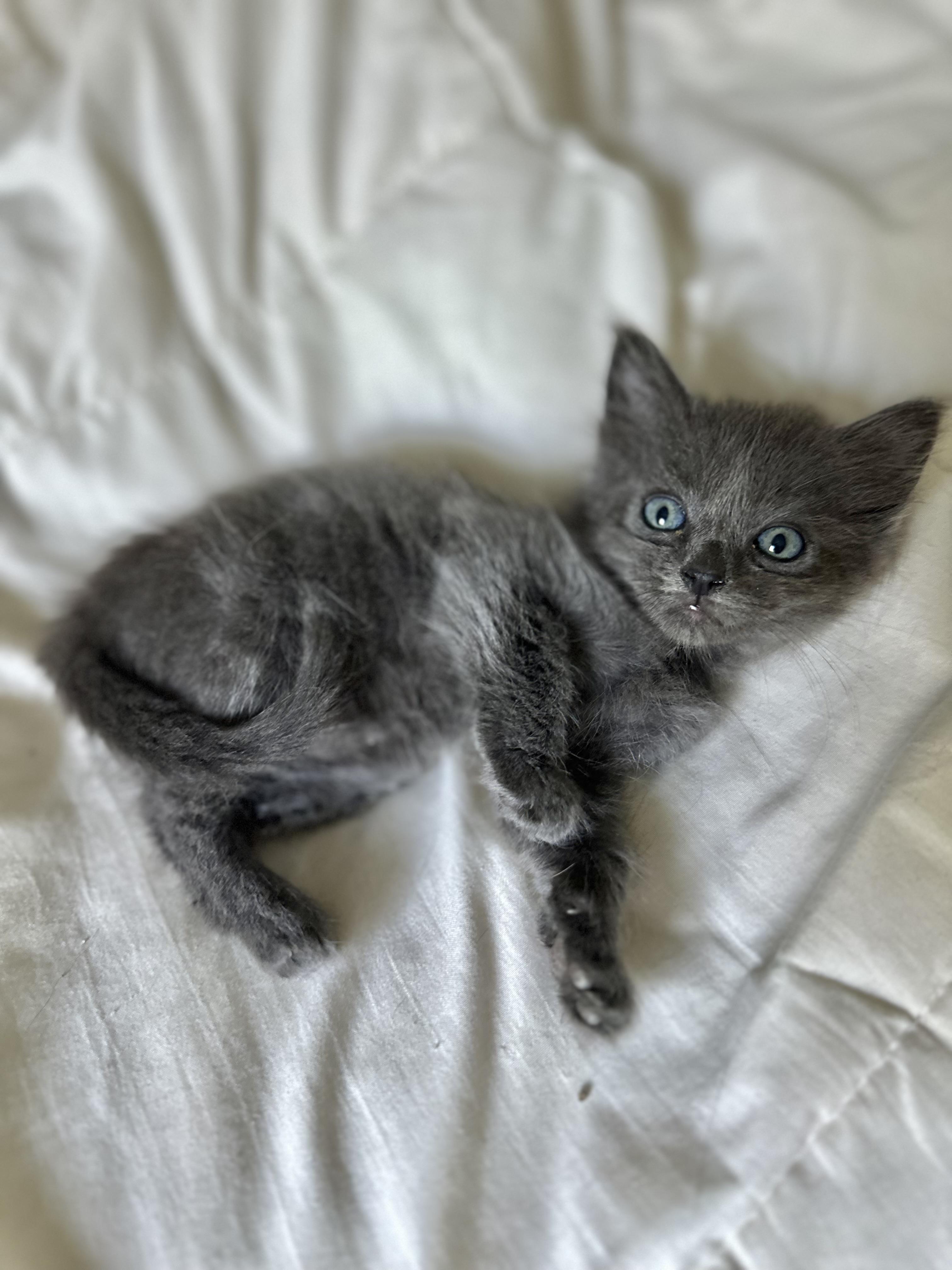 LaLa (Nebelung) baby Long fur (see video), an adopted Nebelung in Port Orange, FL image 3/5