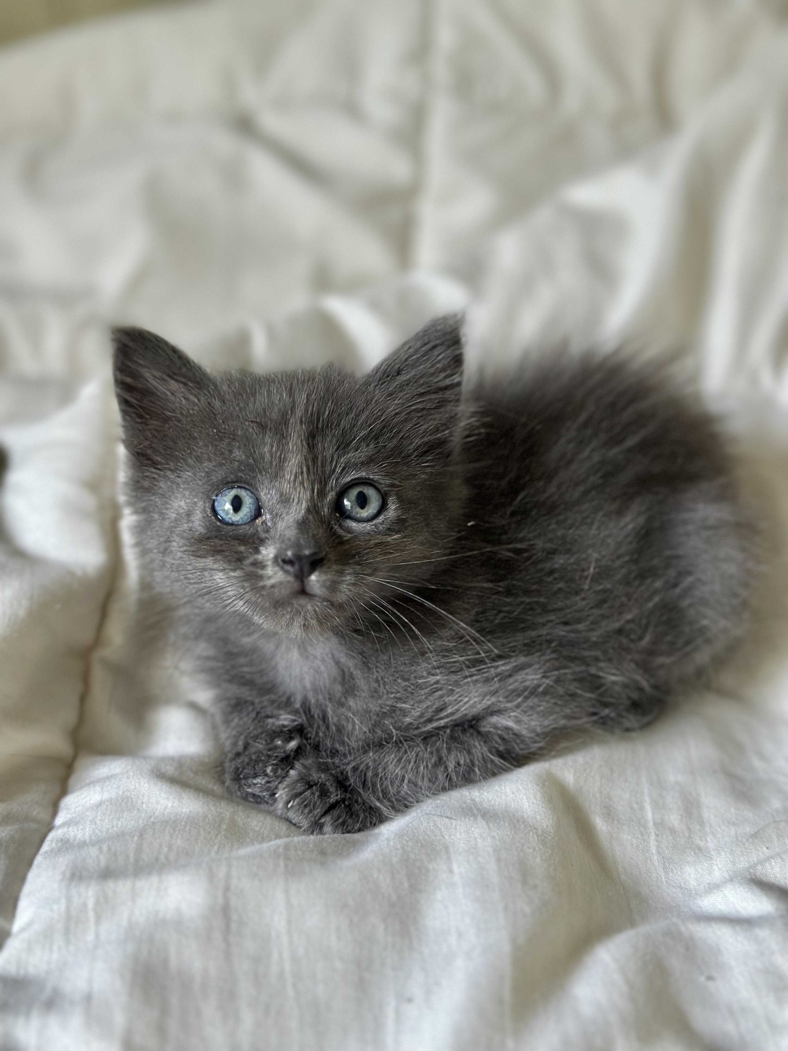 LaLa (Nebelung) baby Long fur (see video), an adopted Nebelung in Port Orange, FL image 1/5