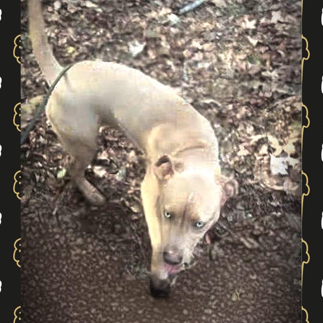 Skye, Adoptable, Puppy Female Catahoula Leopard Dog.