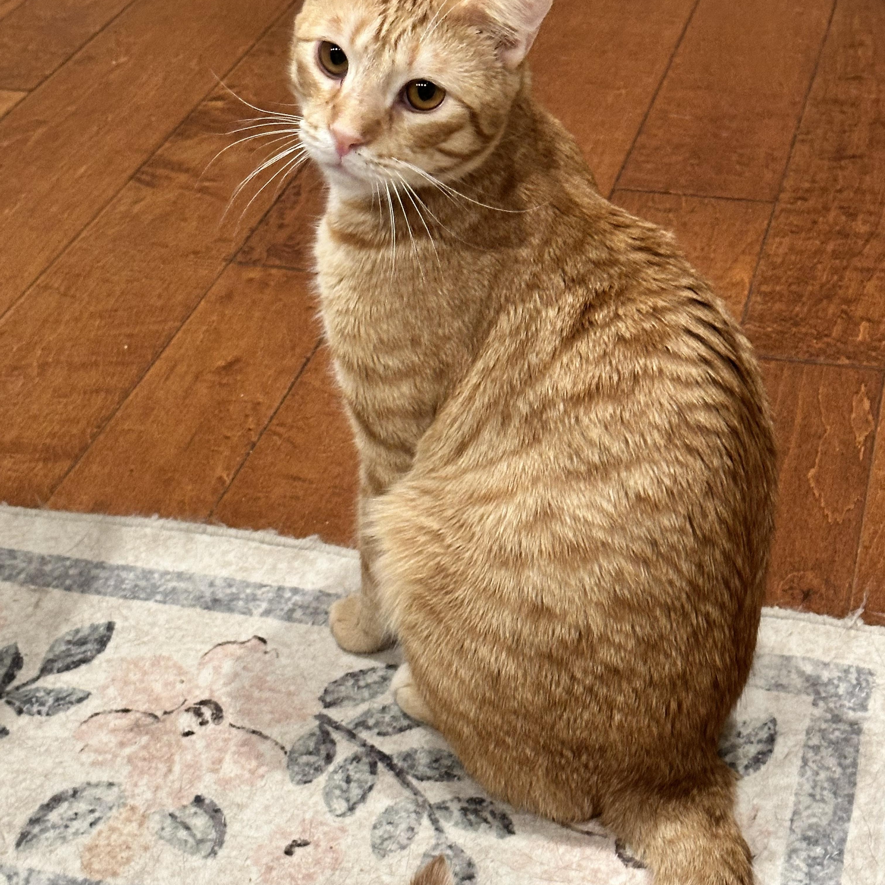 Copper, an adoptable Domestic Short Hair in Visalia, CA, 93277 | Photo Image 5