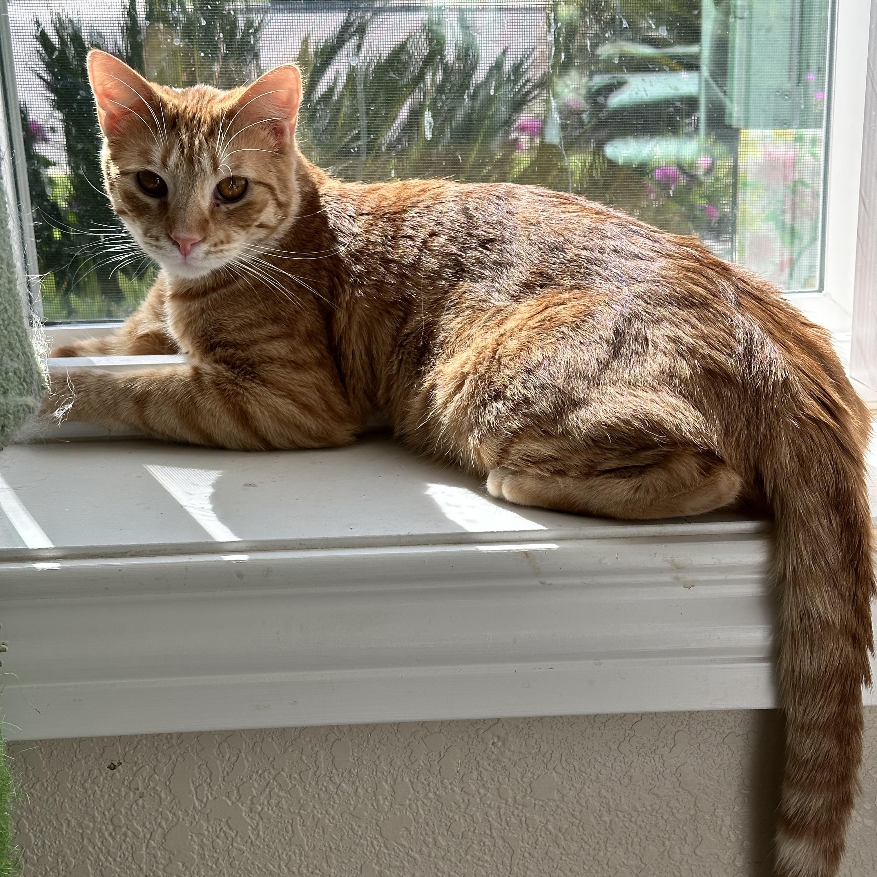 Copper, an adoptable Domestic Short Hair in Visalia, CA, 93277 | Photo Image 1