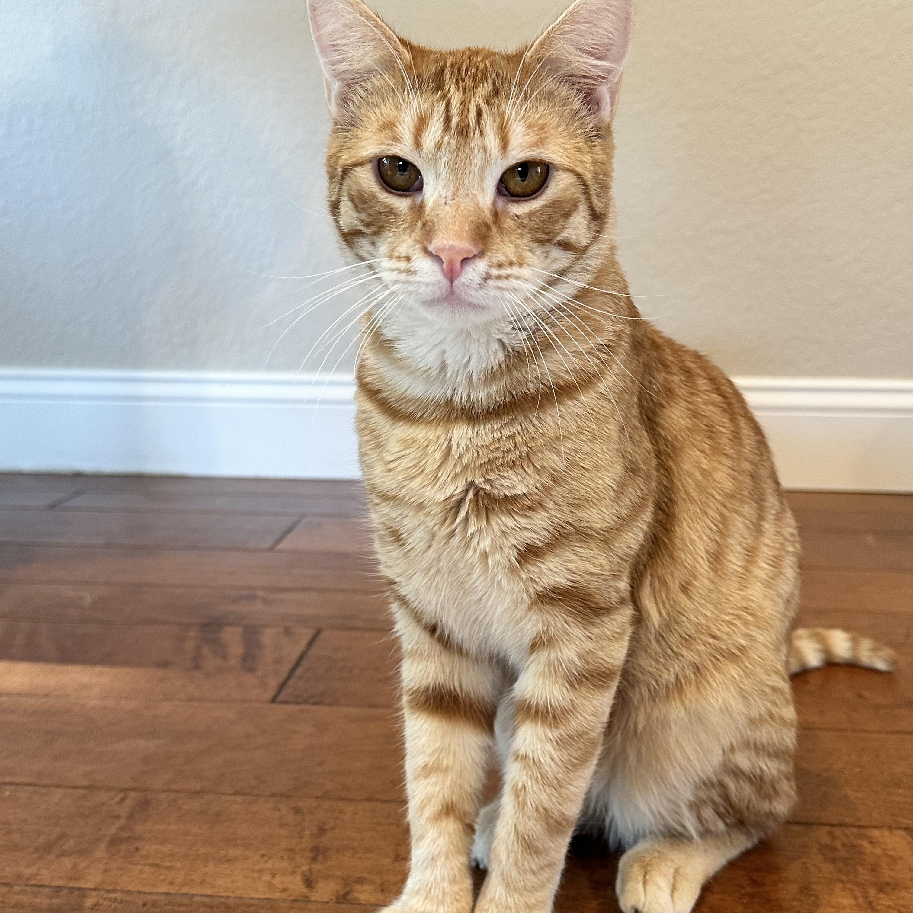 Copper, an adoptable Domestic Short Hair in Visalia, CA, 93277 | Photo Image 4