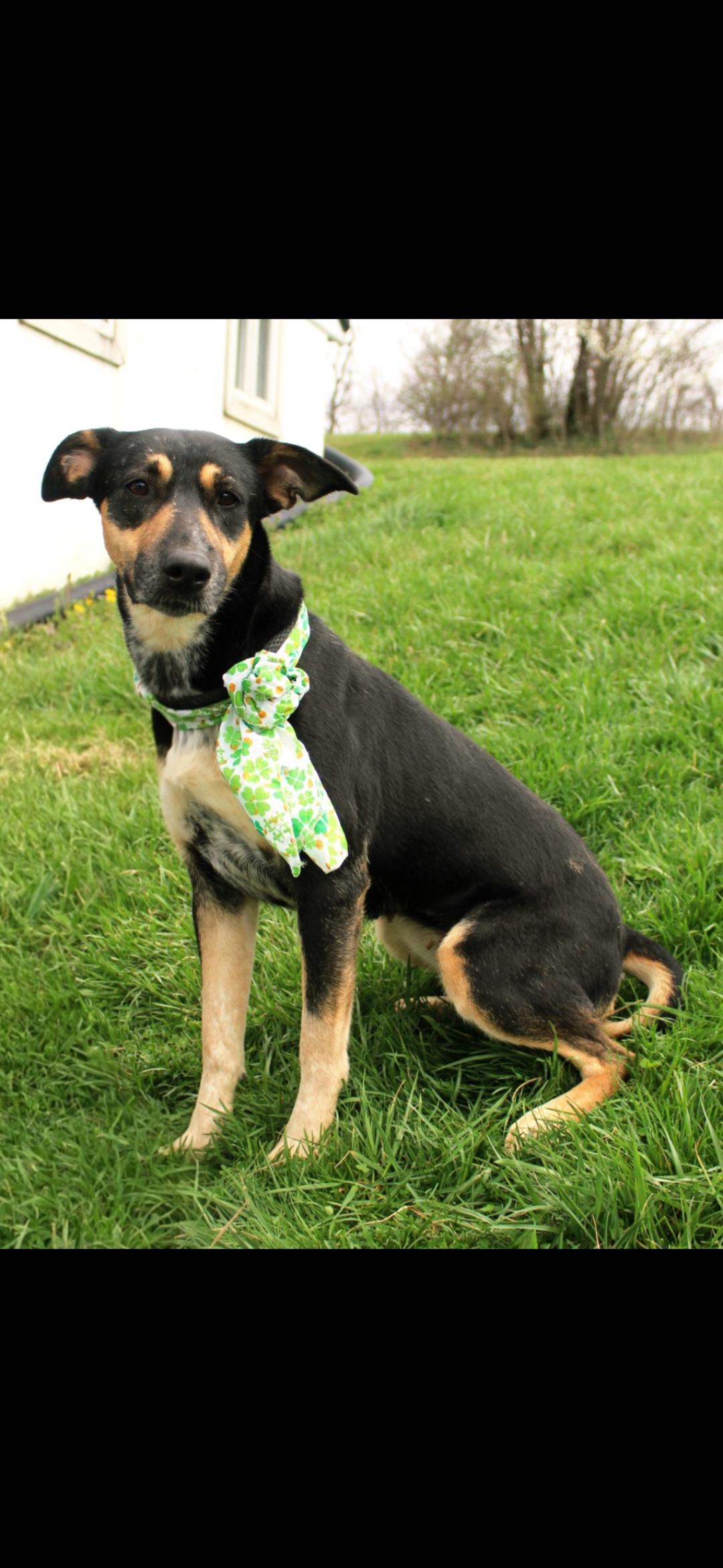 Socks , ADOPTABLE, Adult Female Doberman Pinscher.
