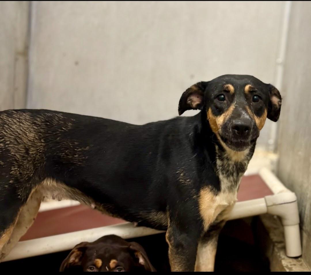 Enlarge Socks , a ADOPTABLE mixed breed in Berea, KY image 1/3