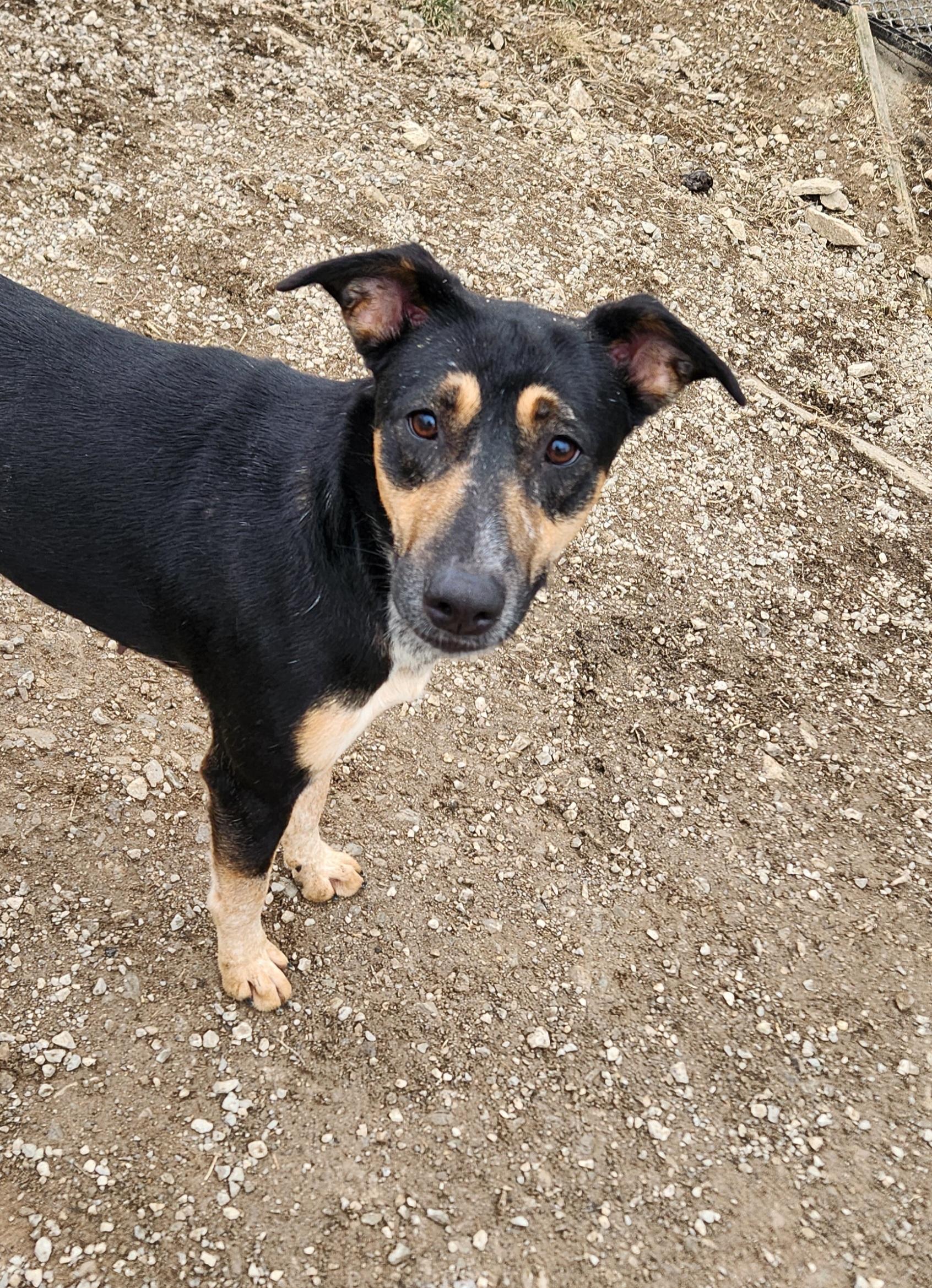 Enlarge Socks , a ADOPTABLE mixed breed in Berea, KY image 2/3