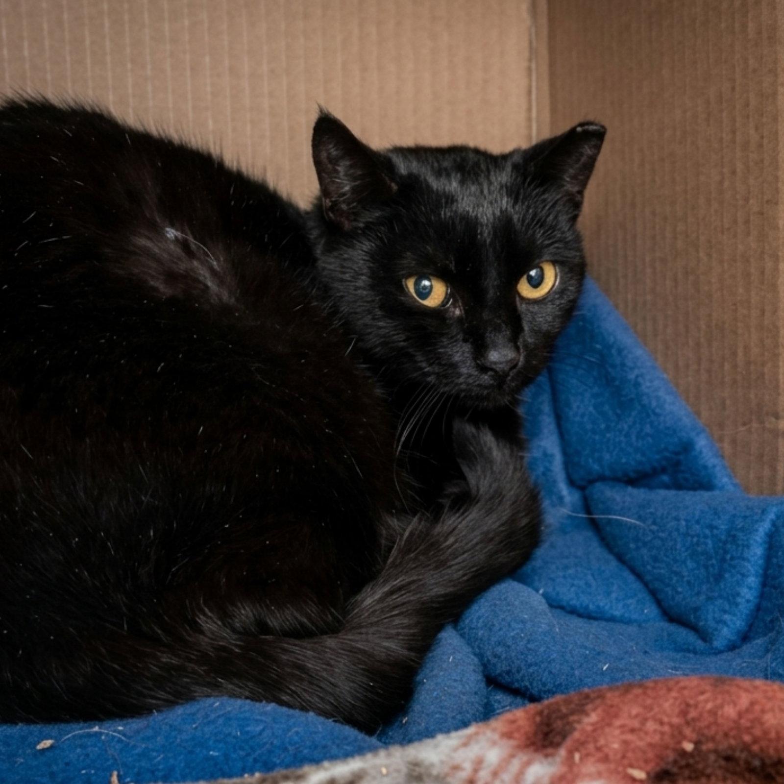 Enlarge Sharron (Barn Cat), a Adoptable Domestic Short Hair in Laramie, WY image 1/1