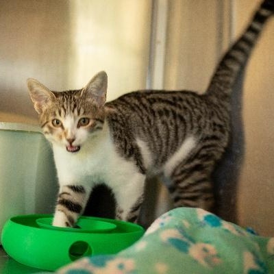 CAYLEA, Adoptable, Kitten Female Domestic Short Hair.