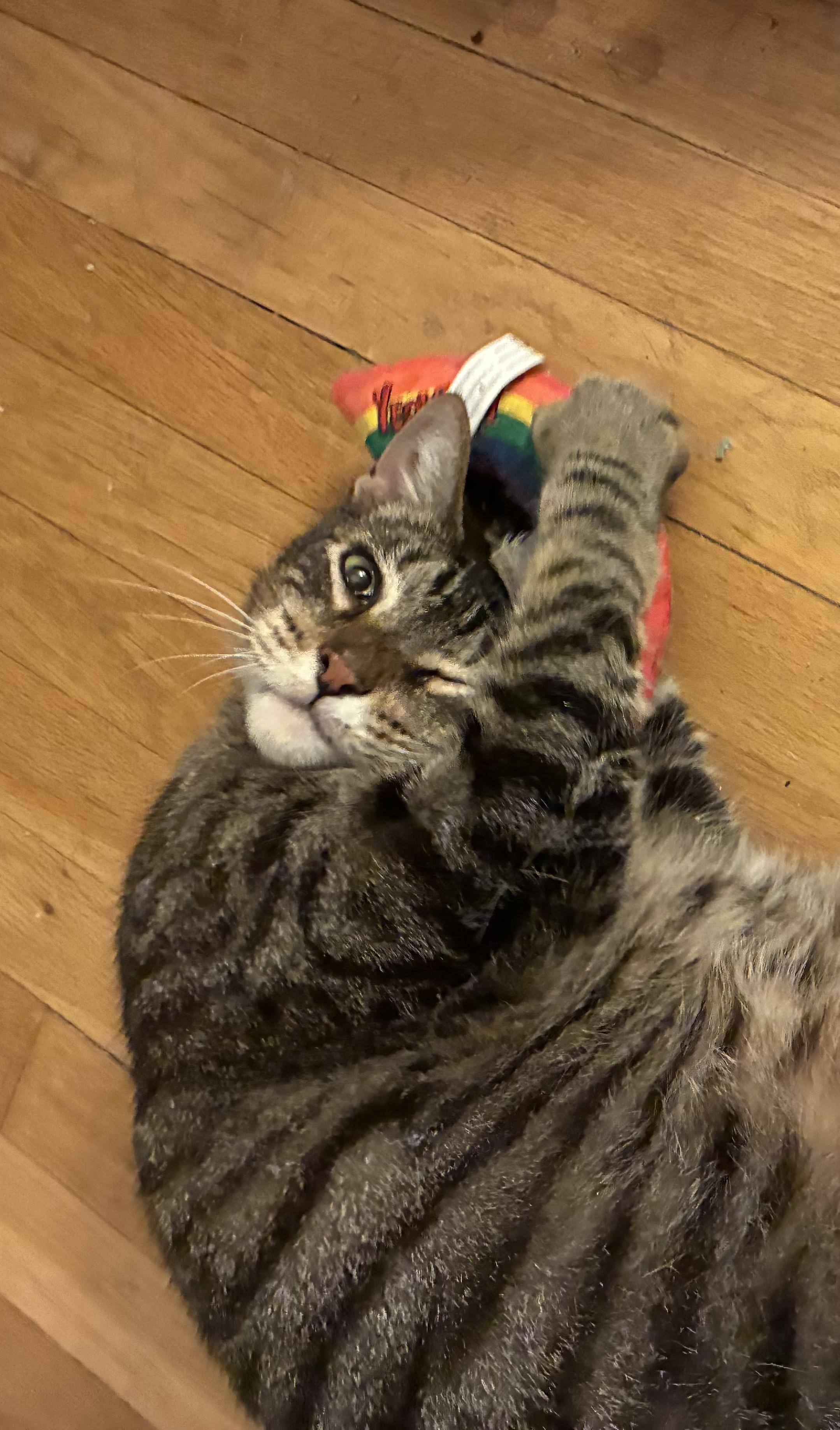 Michael N - Big Friendly Boy!