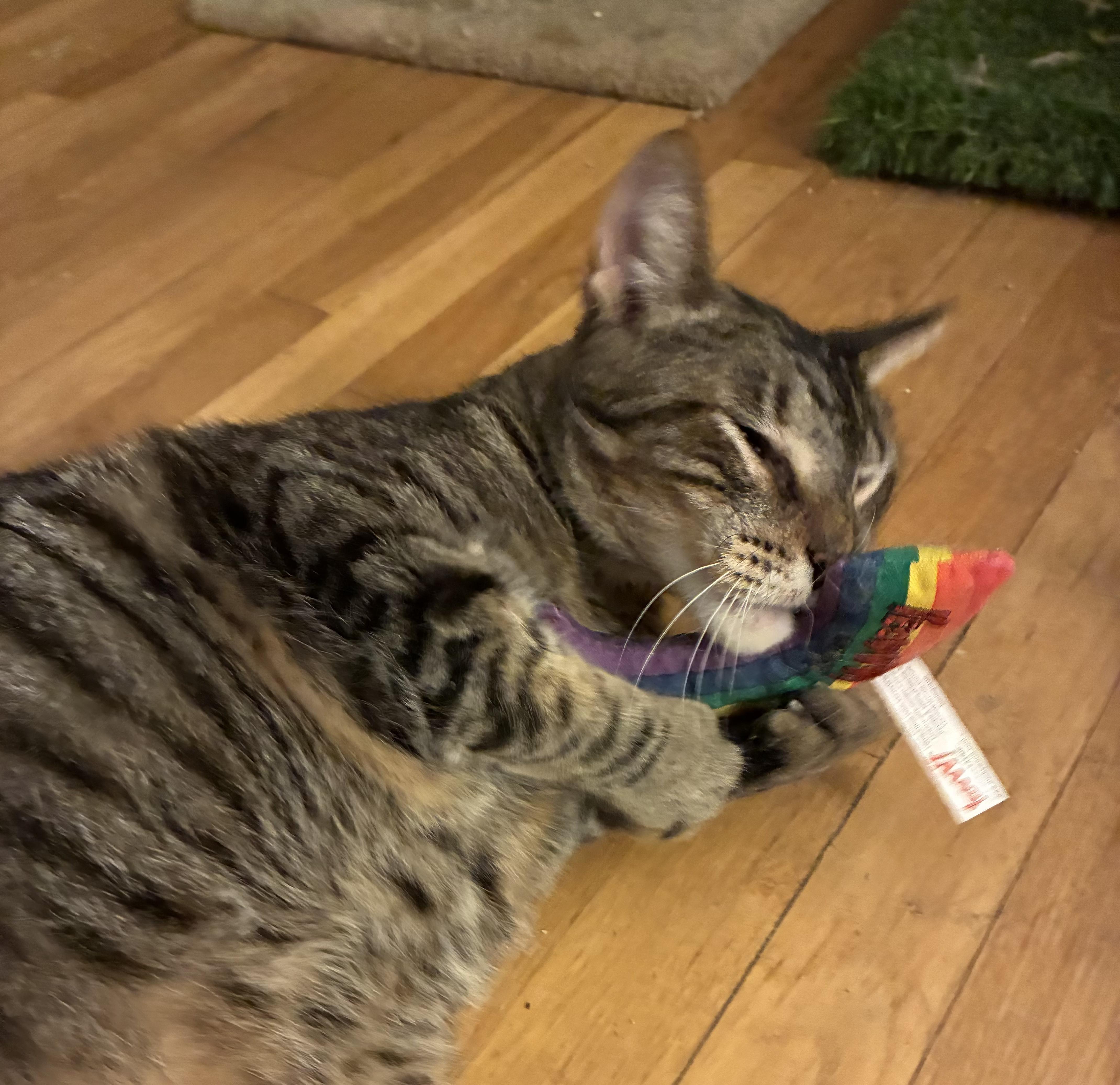 Michael N - Big Friendly Boy!