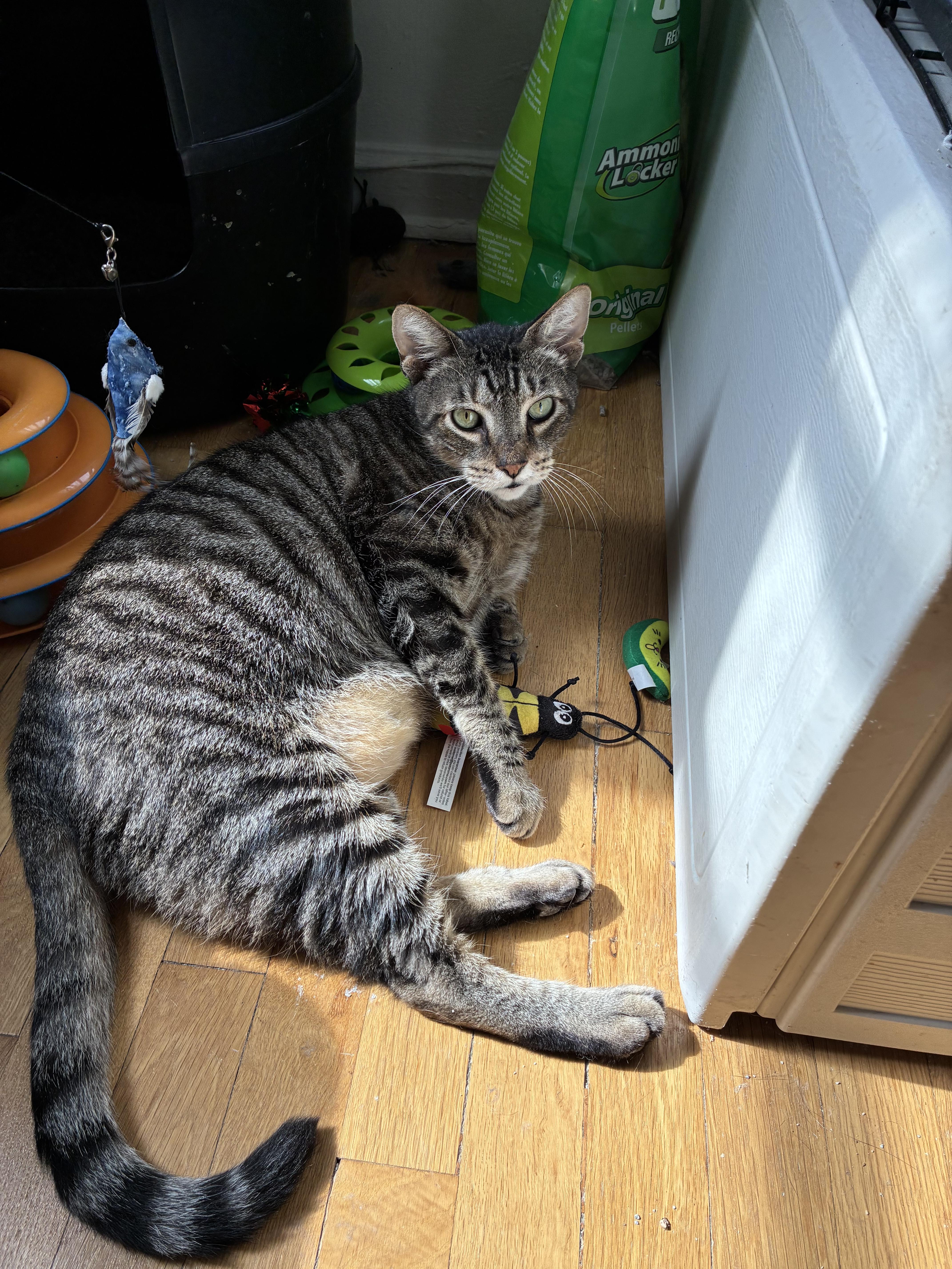 Michael N - Big Friendly Boy!