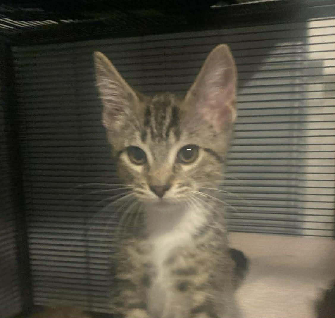 Enlarge Chevy , a ADOPTABLE Domestic Short Hair in Rochester, WA image 1/1