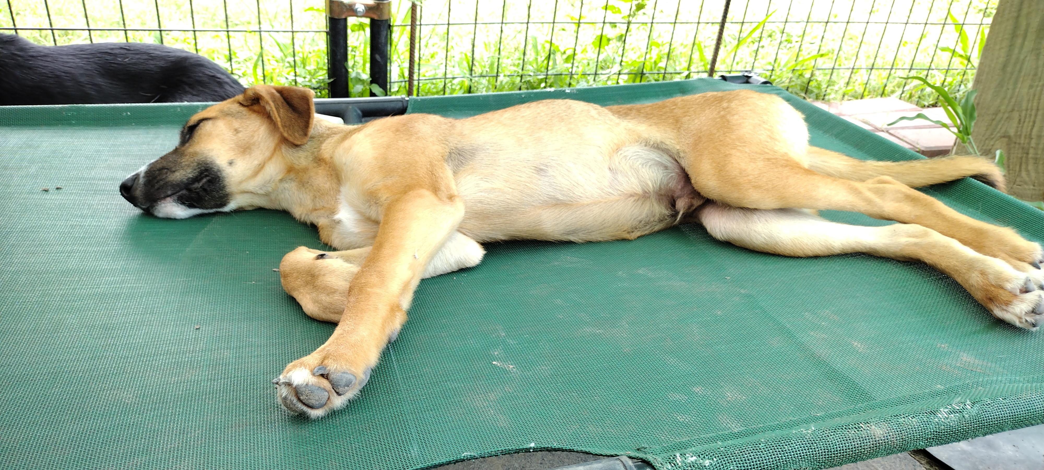 Enlarge Striker, a Adoptable mixed breed in Stanfordville, NY image 4/6