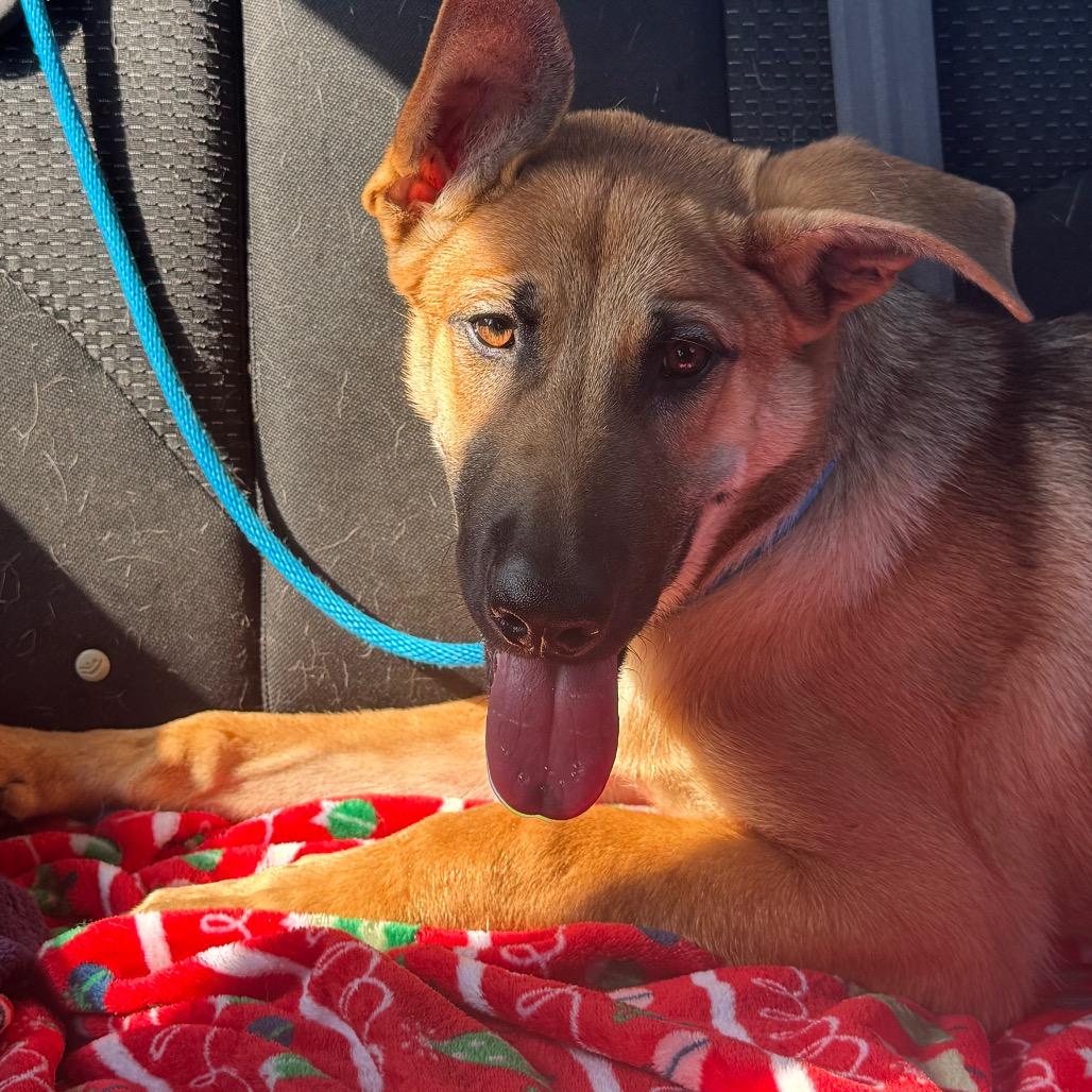 Josie, a Adoptable mixed breed in Newberg, OR image 1/3