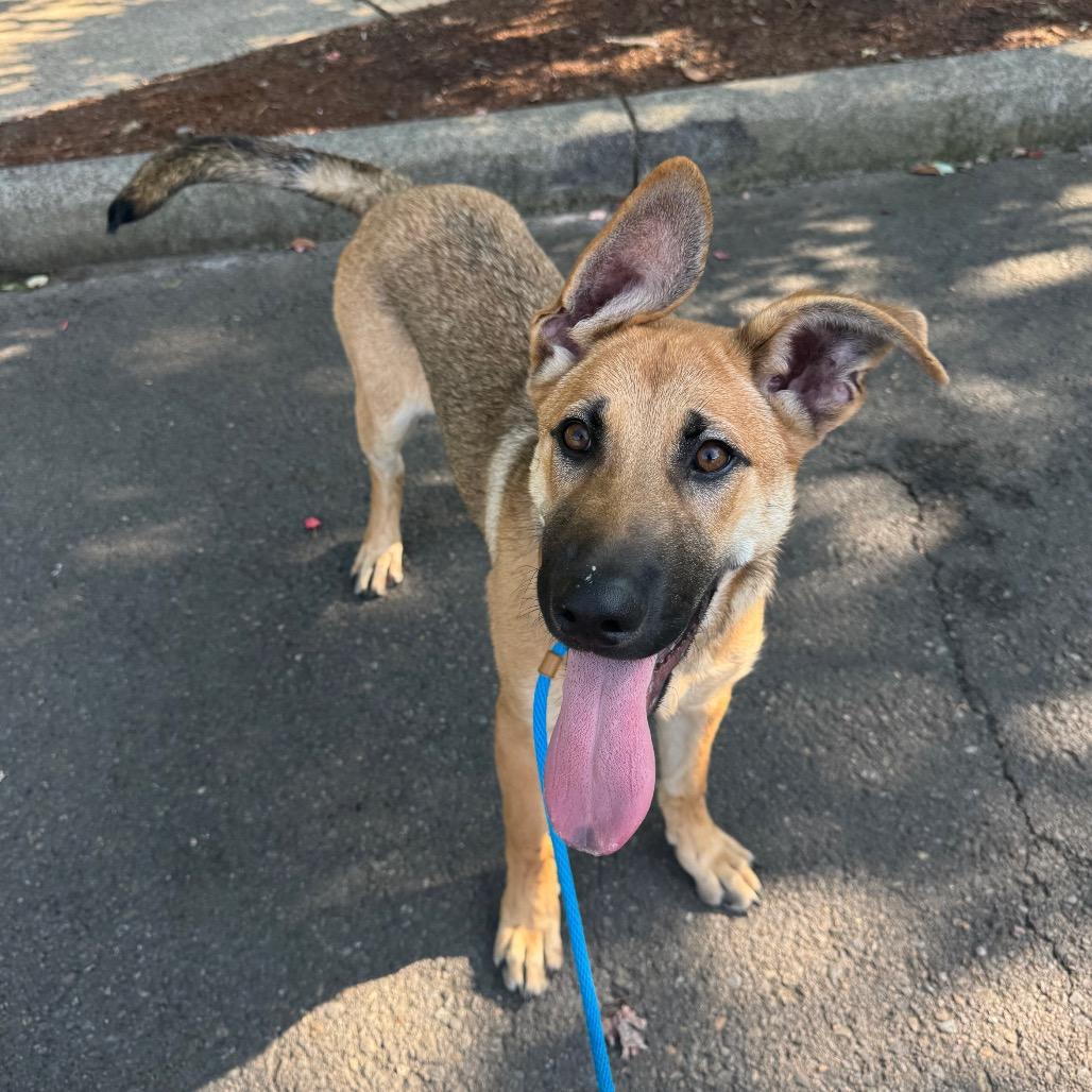 Josie, a Adoptable mixed breed in Newberg, OR image 2/3