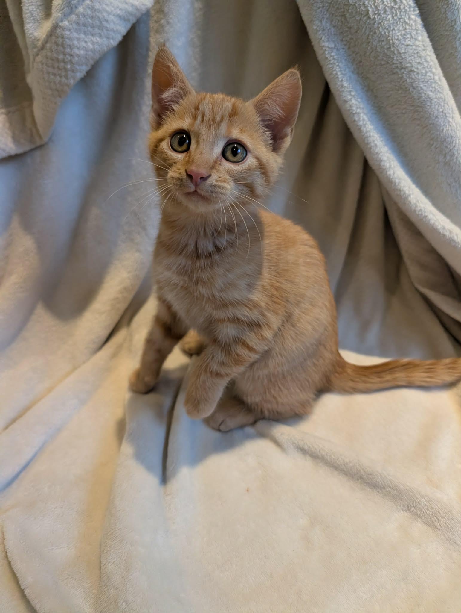 Enlarge Komodo -Preadoption ONLY, a Adoptable Domestic Short Hair in Chilliwack, BC image 1/2
