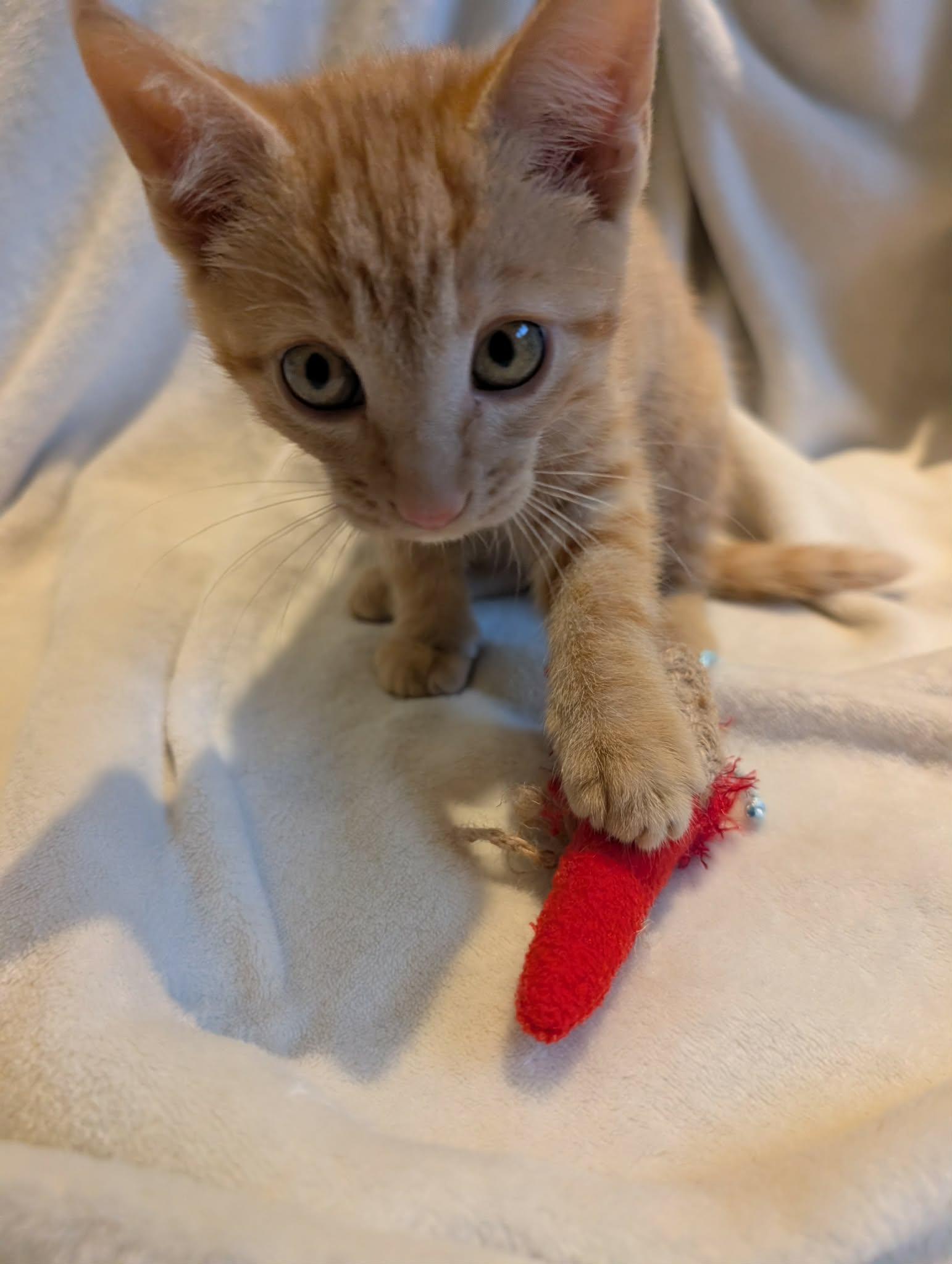 Enlarge Komodo -Preadoption ONLY, a Adoptable Domestic Short Hair in Chilliwack, BC image 2/2