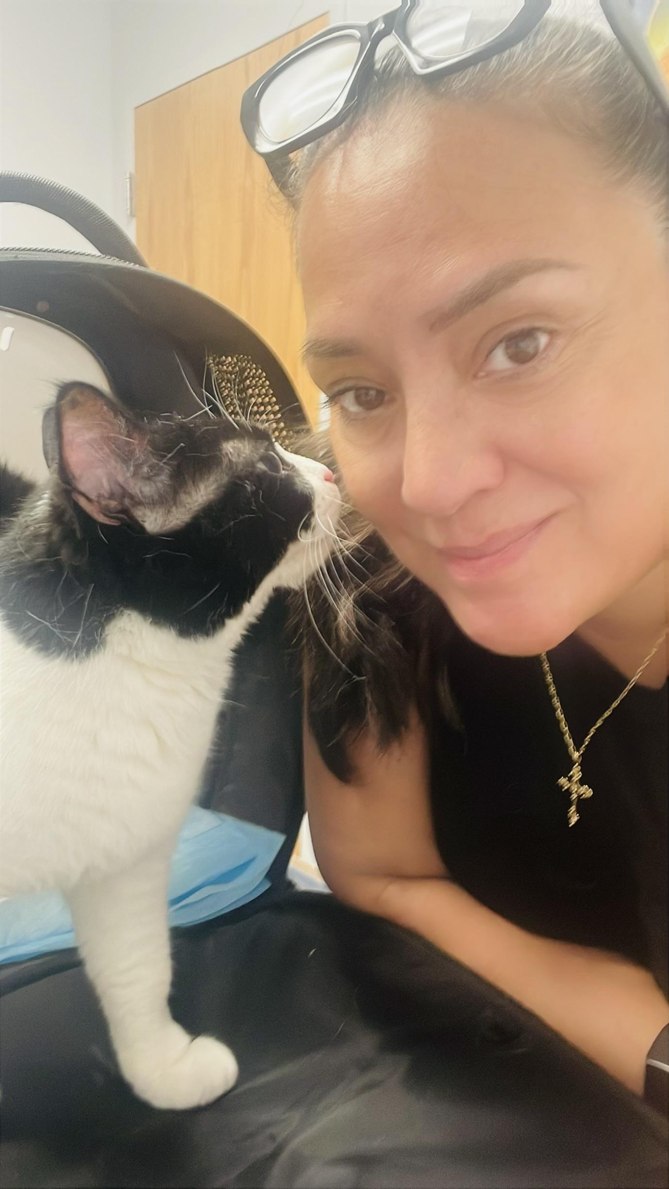 Luna, Adoptable, Adult Female Domestic Short Hair.