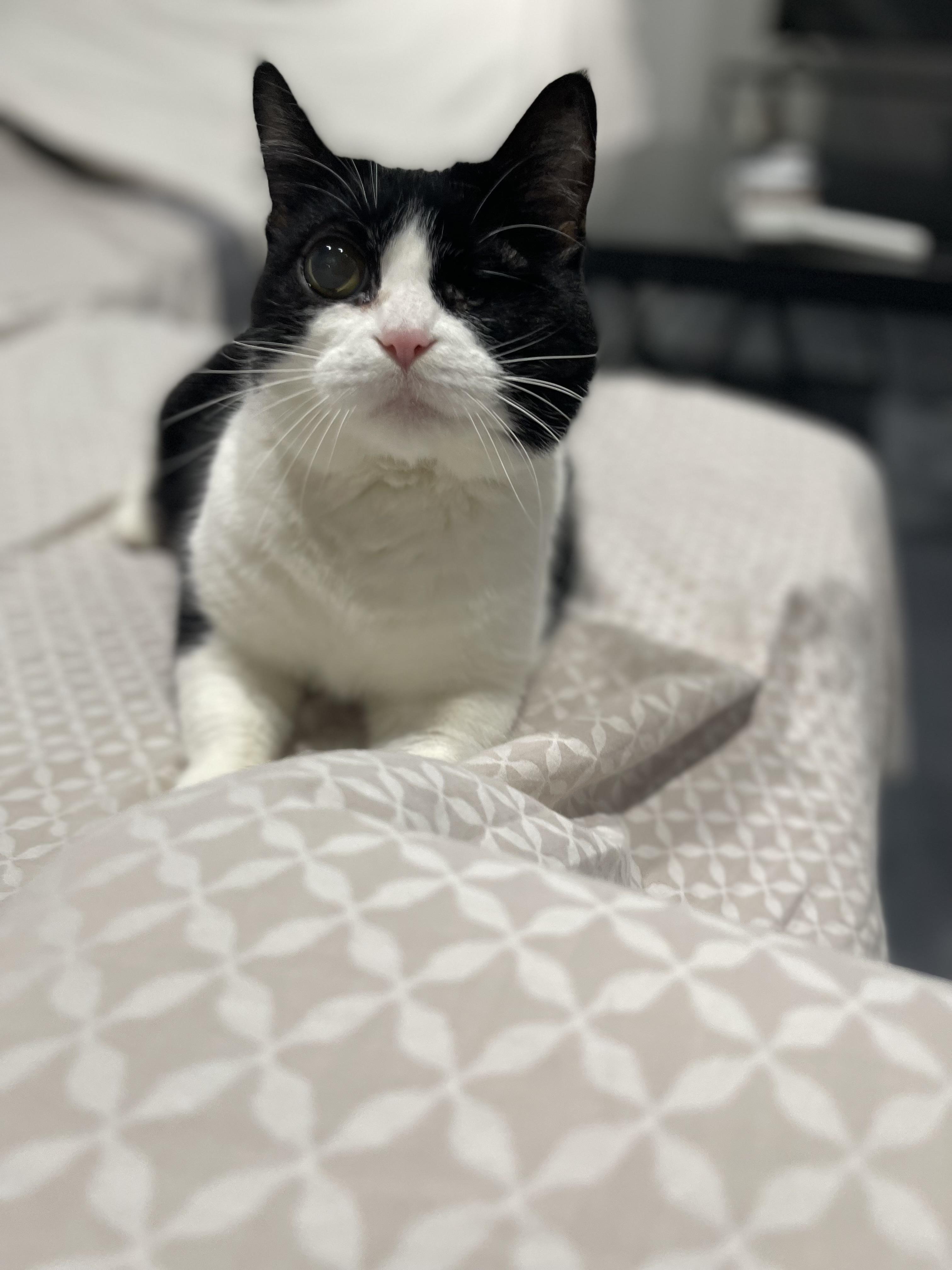 Enlarge Luna, a Adoptable Domestic Short Hair in Chicago, IL image 4/5