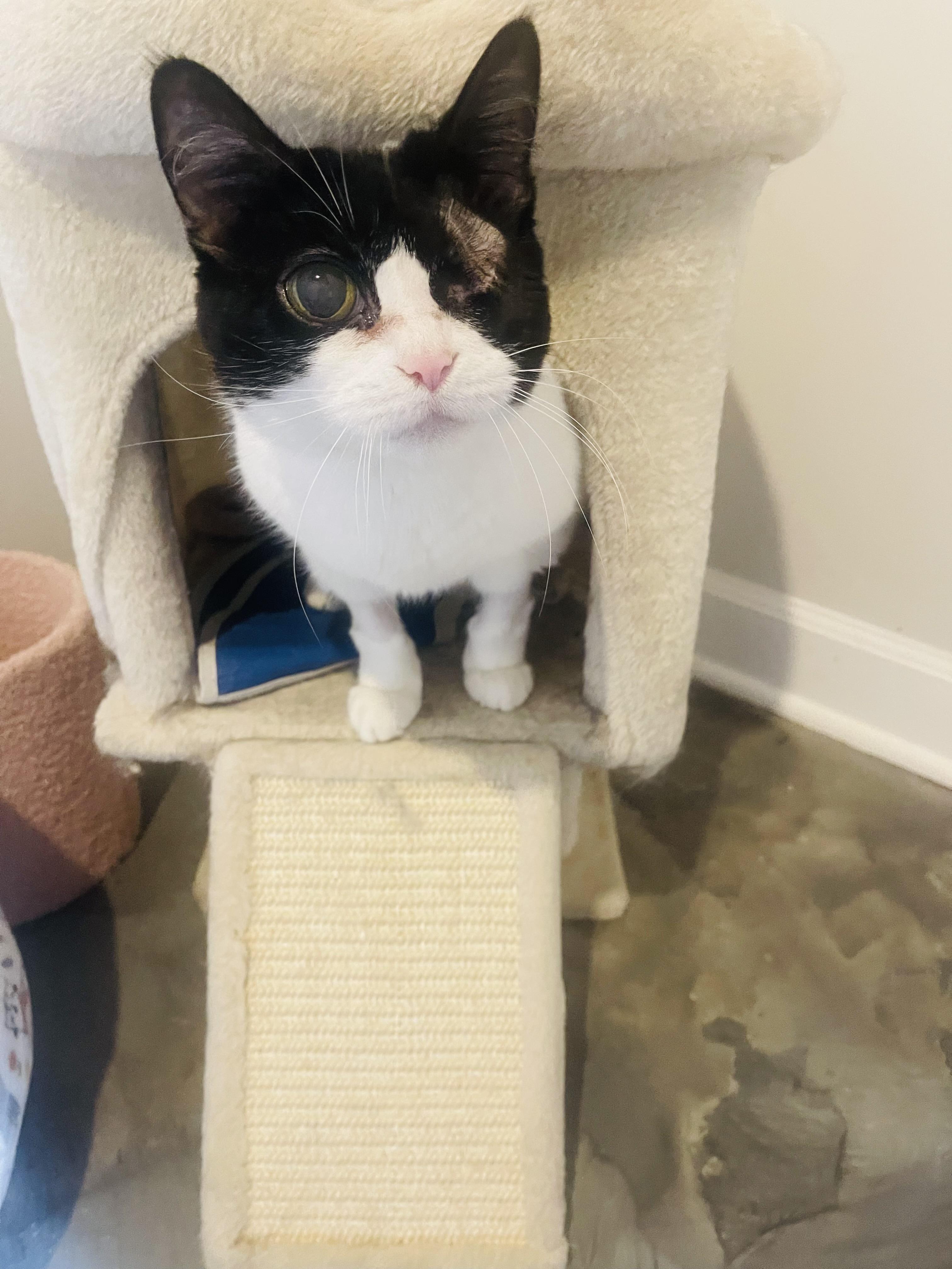 Enlarge Luna, a Adoptable Domestic Short Hair in Chicago, IL image 2/4