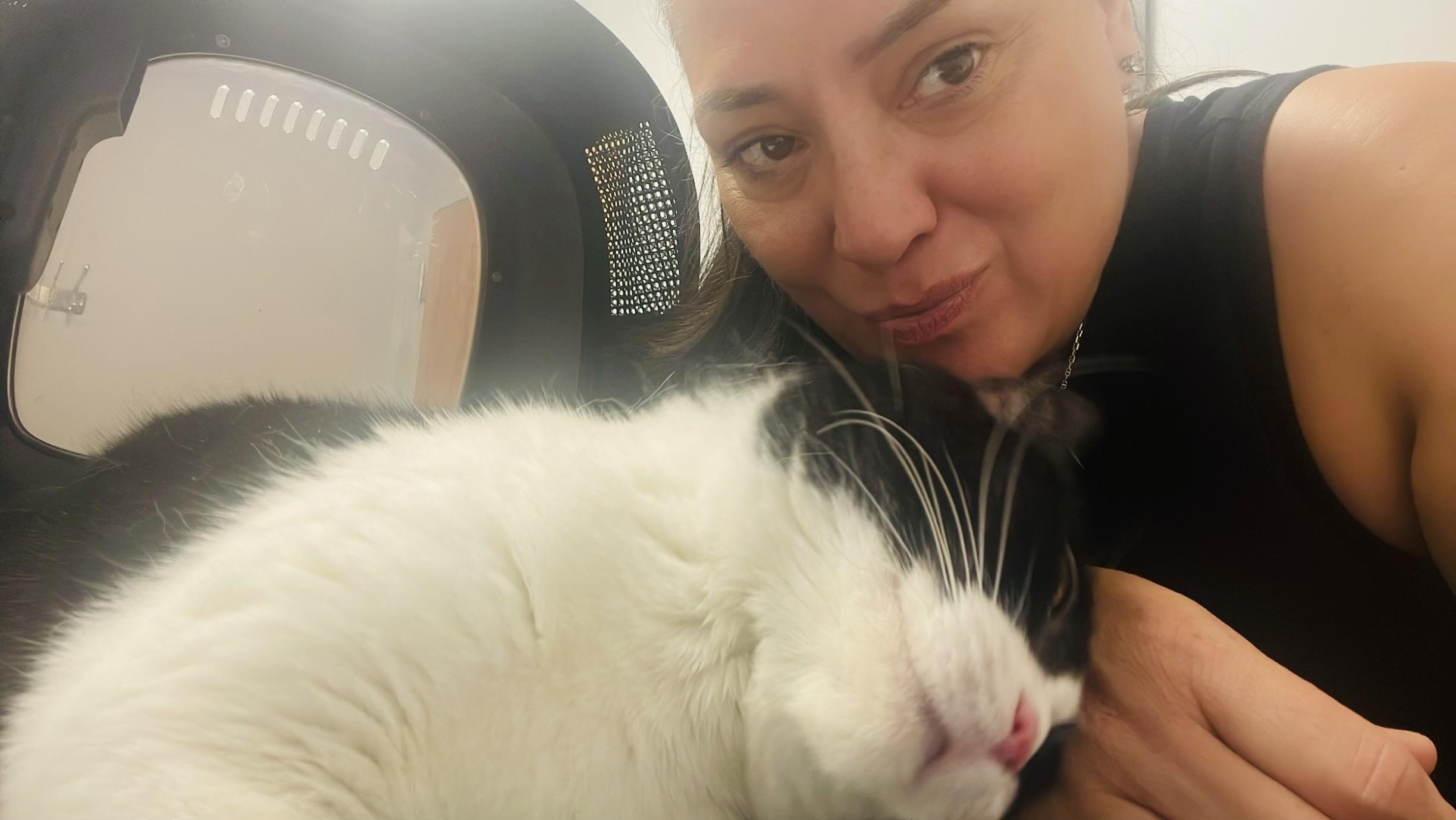 Enlarge Luna, a Adoptable Domestic Short Hair in Chicago, IL image 3/4