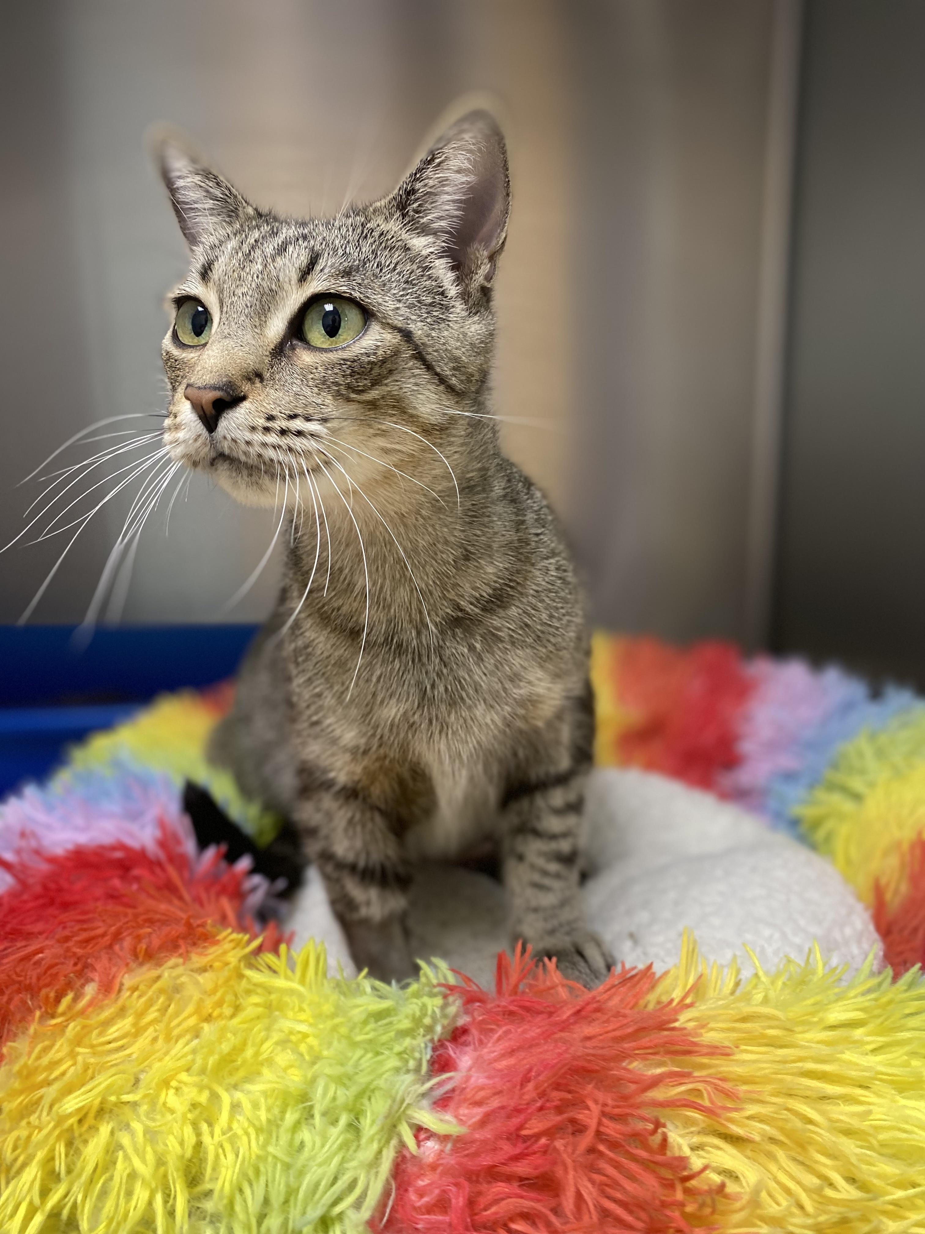 Margo, Adopted, Young Female Domestic Short Hair.