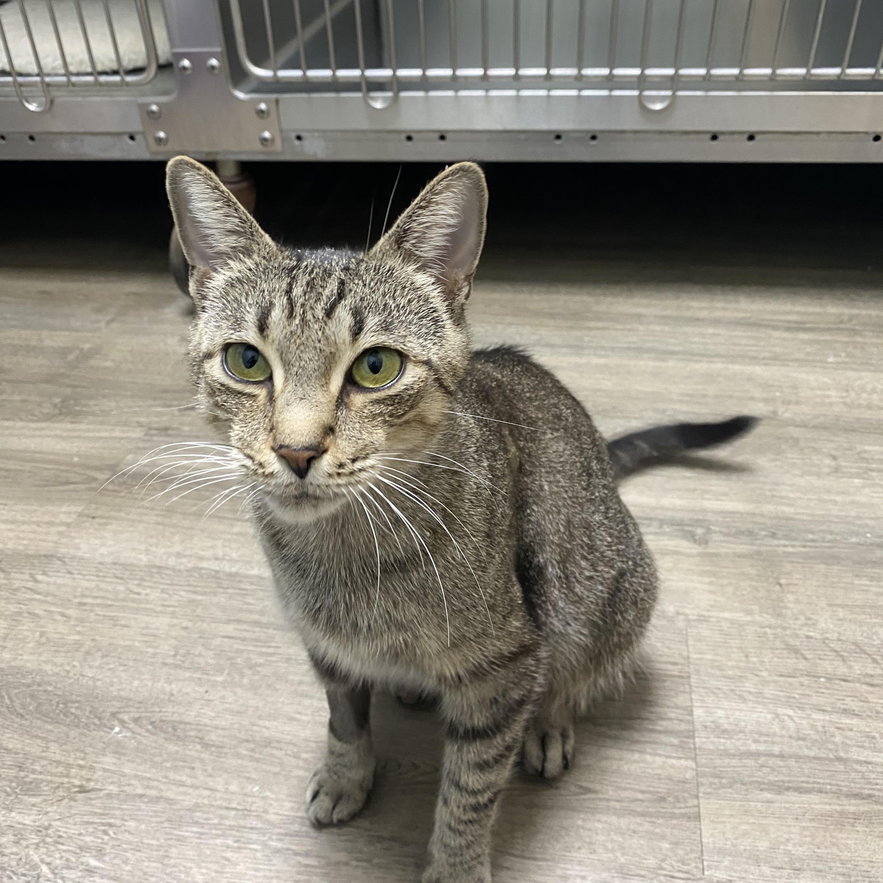 Margo, a Adopted Domestic Short Hair in St. Clair Shores, MI image 2/6