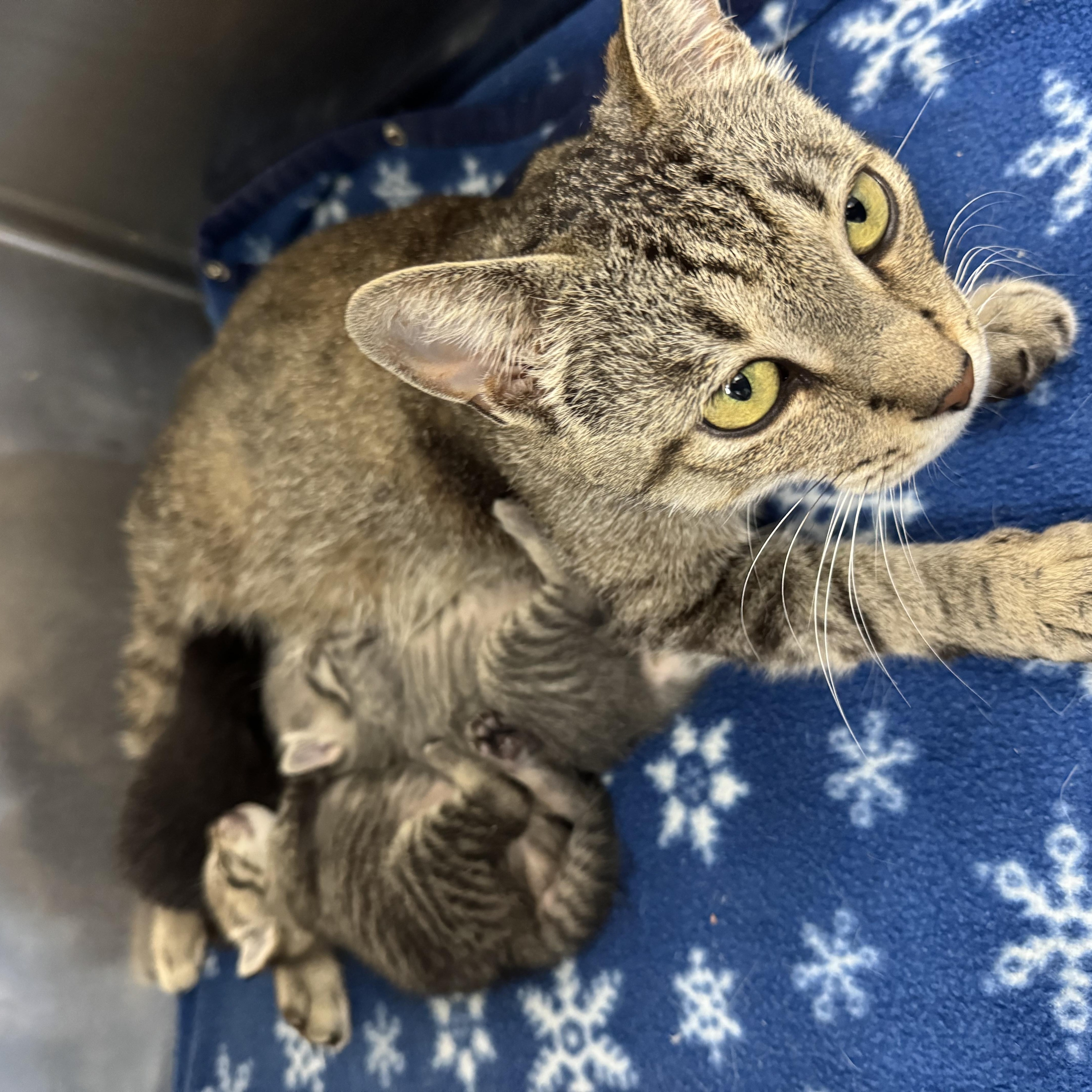 Margo, a Adopted Domestic Short Hair in St. Clair Shores, MI image 3/6