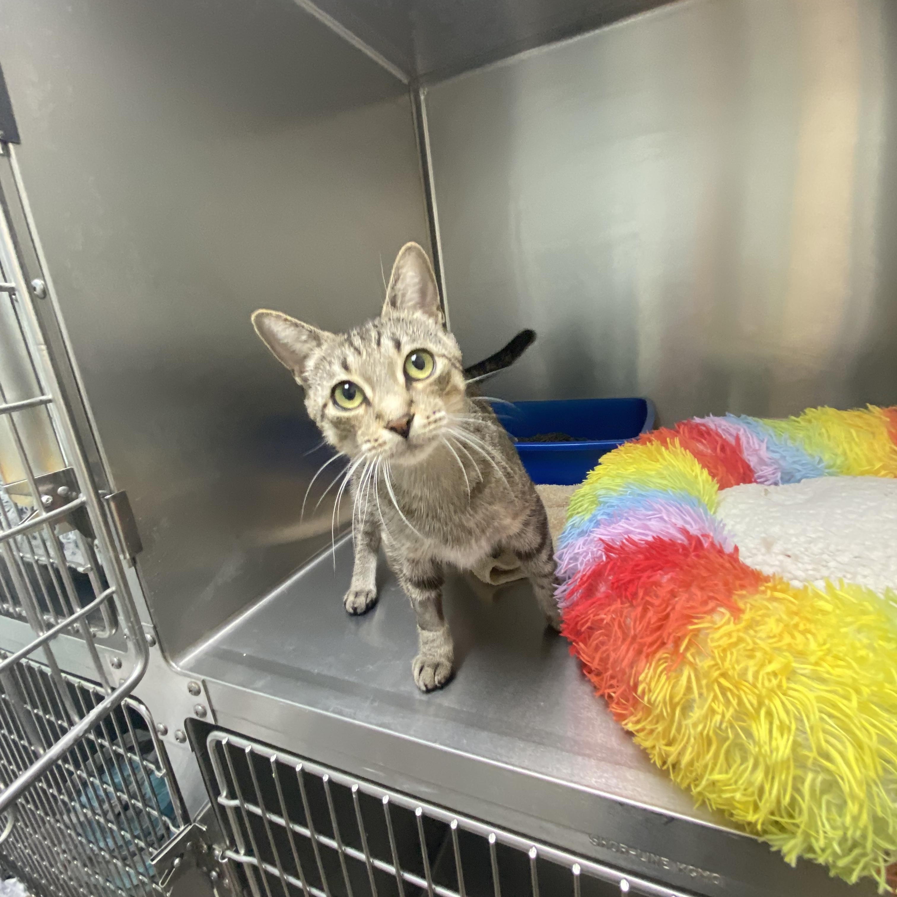 Margo, a Adopted Domestic Short Hair in St. Clair Shores, MI image 4/6