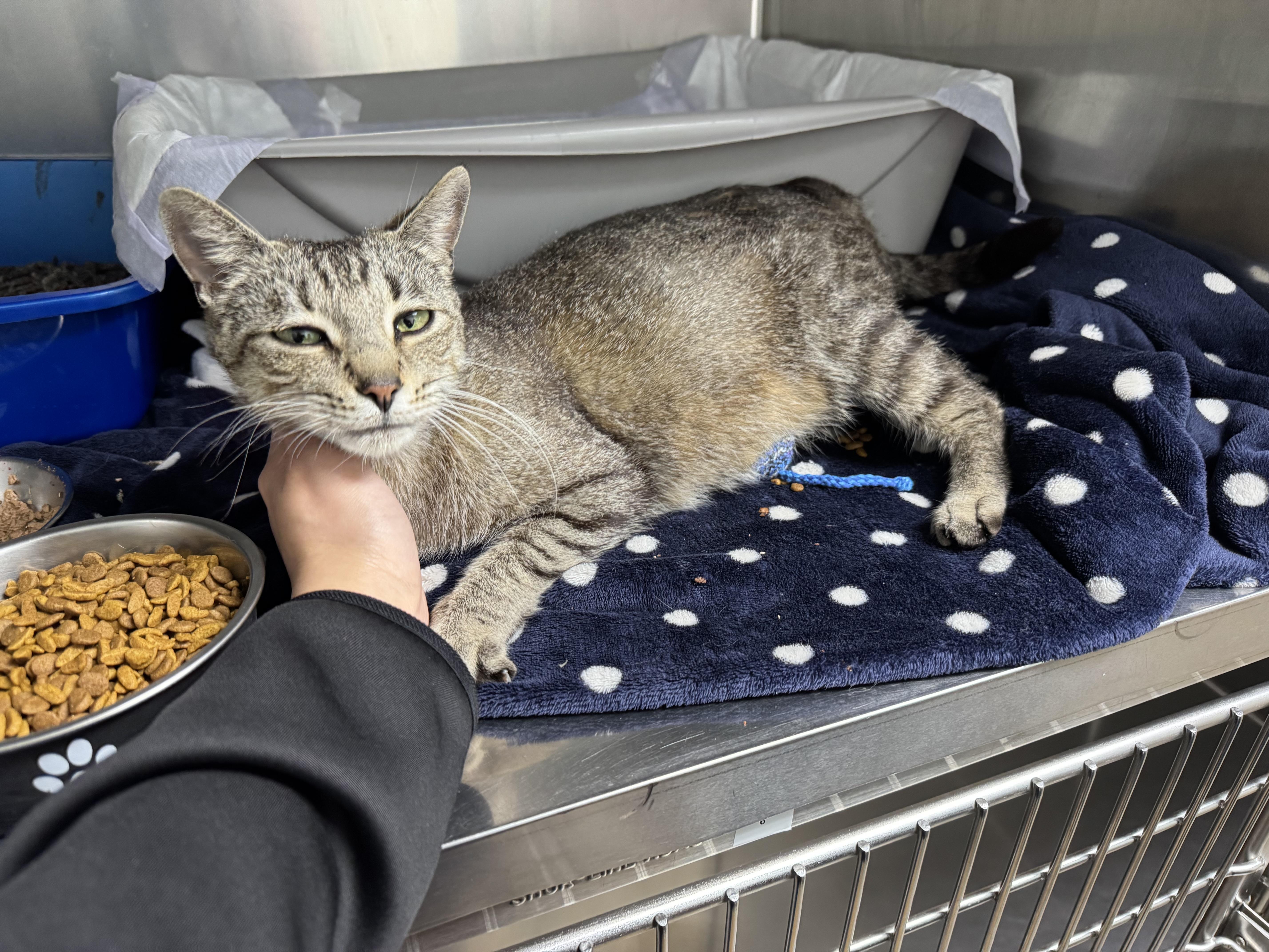 Margo, a Adopted Domestic Short Hair in St. Clair Shores, MI image 5/6