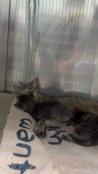 Enlarge Margo, a Adopted Domestic Short Hair in St. Clair Shores, MI video 6/6