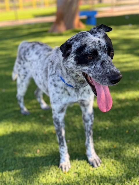 SQUIRREL, Adoptable, Young Male Australian Cattle Dog / Blue Heeler & Mixed Breed.