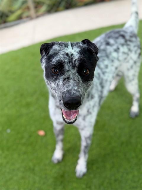 Enlarge SQUIRREL, a Adoptable mixed breed in Agoura, CA image 1/1