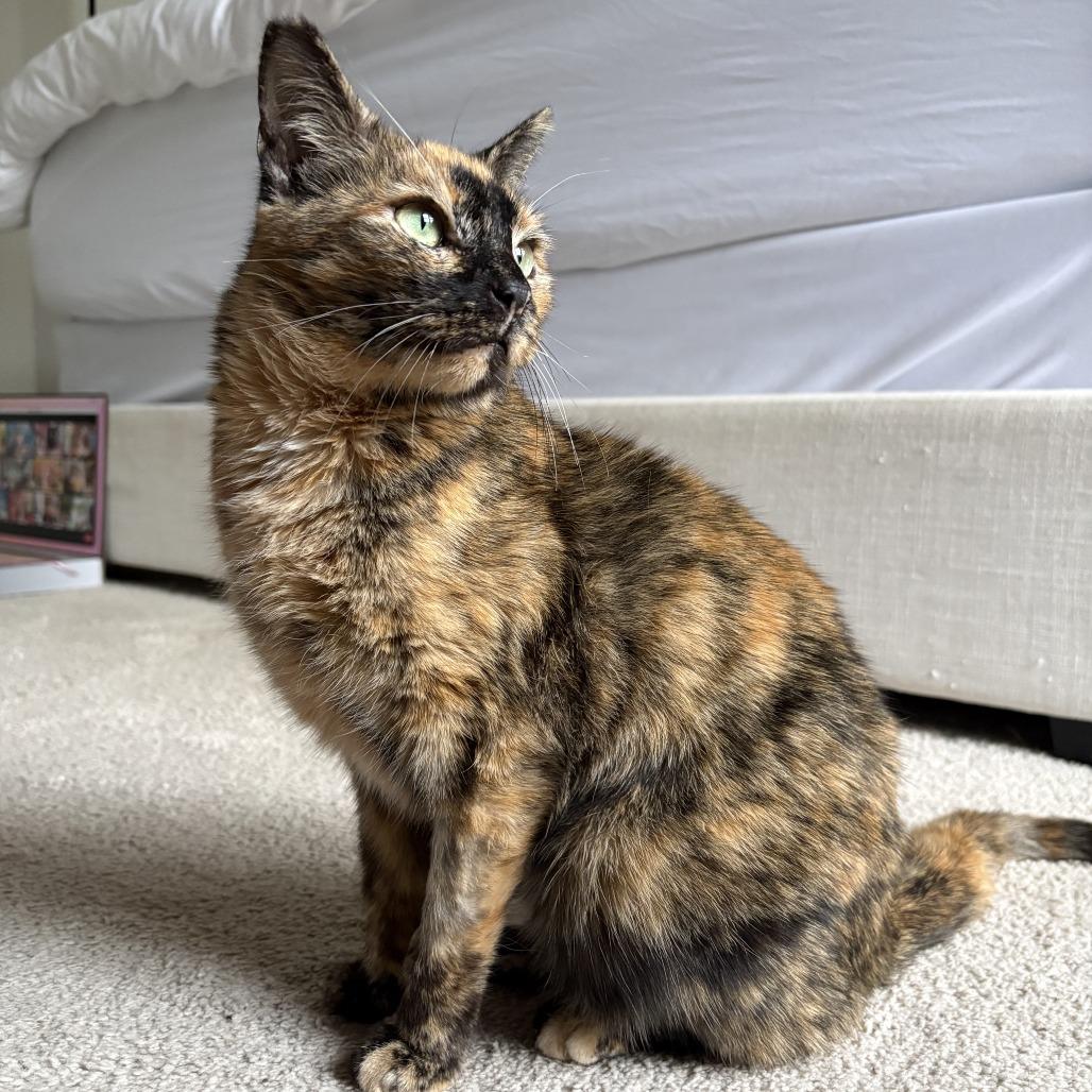 Midge, a Adoptable Domestic Short Hair in Fairfax Station, VA image 1/6